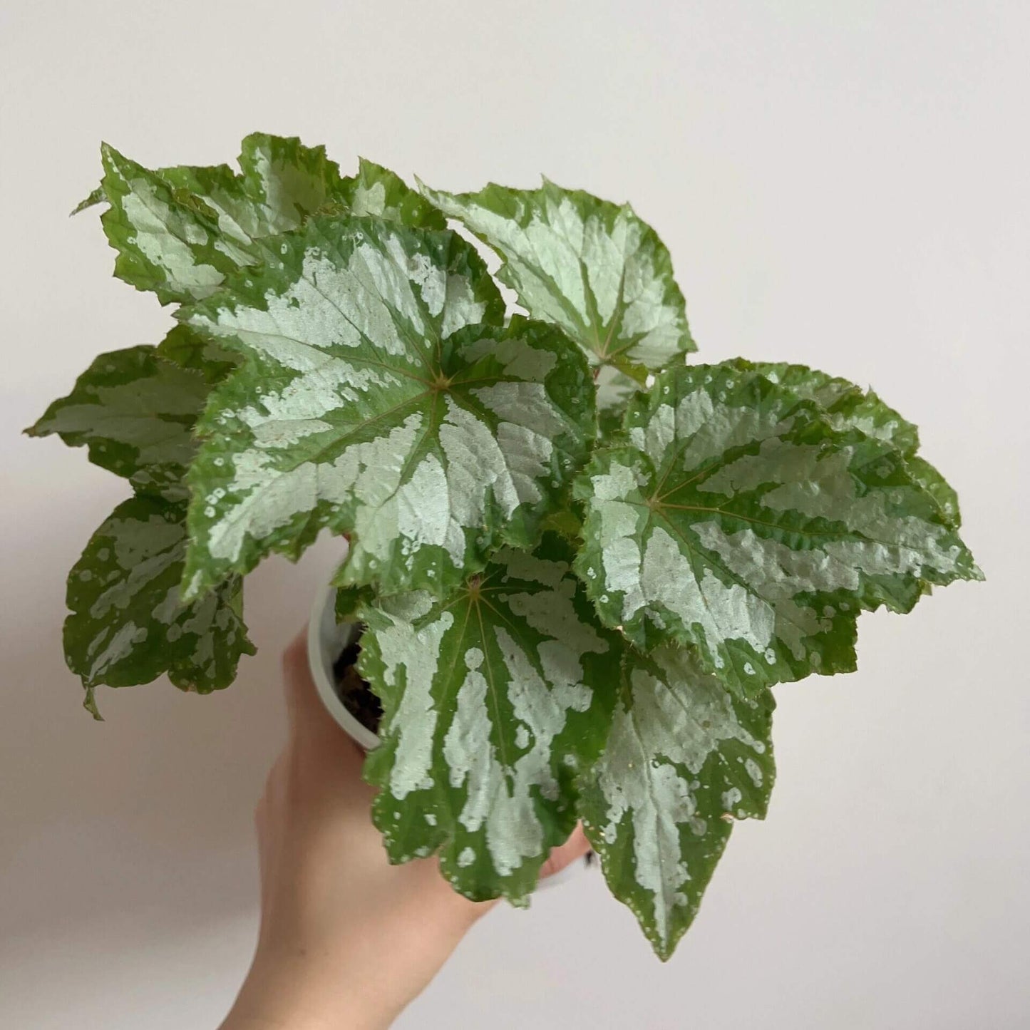 The Begonia Plant Bird boasts large, distinctive leaves with bold, eye-catching patterns. The leaves are a rich green with a notable silver-white sheen on the surface, creating a stunning contrast. The overall shape of the leaves resembles that of a rounded maple leaf. In low-light environments, the green parts of the leaves display a fluorescent reaction, adding a dynamic touch.