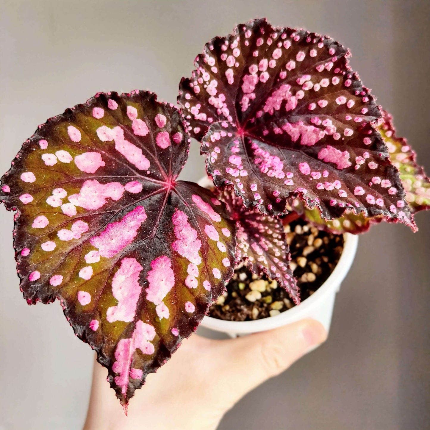Begonia “Pop Rocks” is a dazzling hybrid begonia known for its playful, candy-like foliage. The heart-shaped leaves shimmer with a deep burgundy to emerald base, scattered with iridescent pink and silver speckles that resemble tiny bursts of sparkling candy. In natural daylight, the plant glows with rich green and red hues, while in lower light, its leaves reveal a striking turquoise sheen — almost like a hidden layer of magic.
