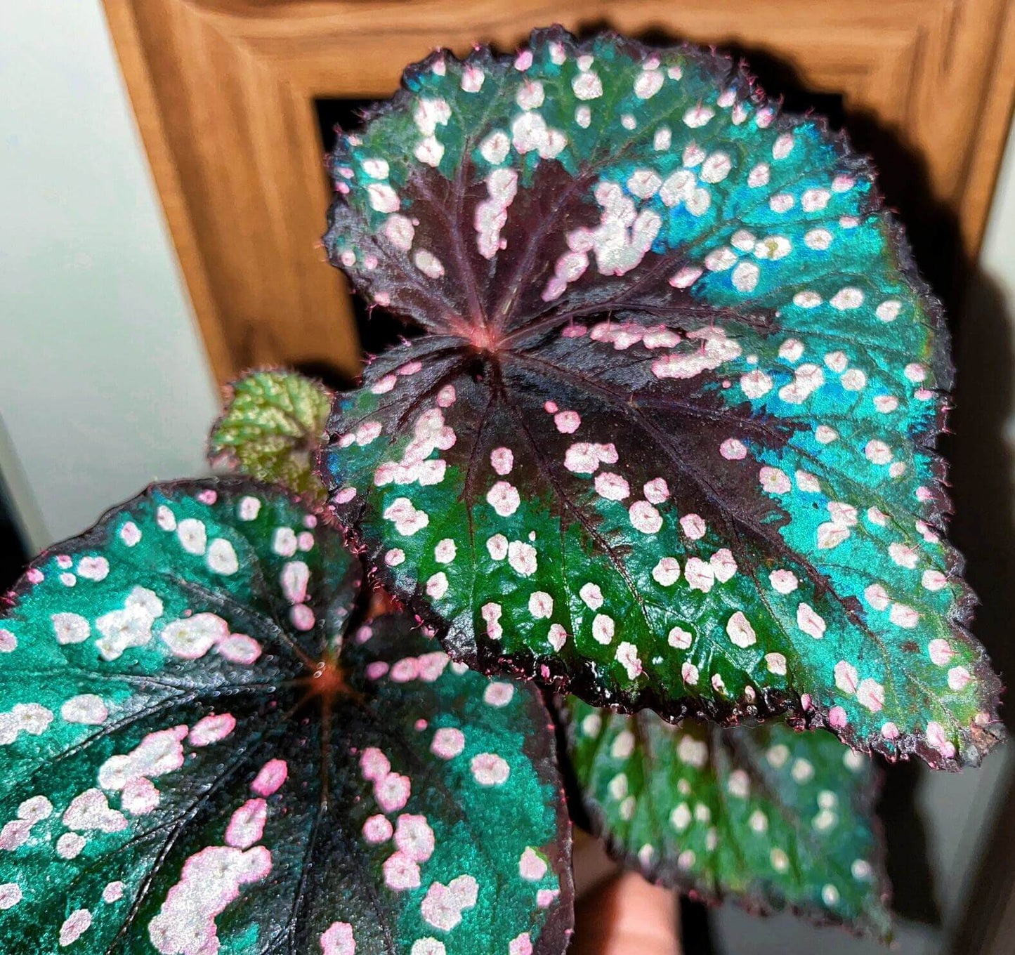 Begonia “Pop Rocks” is a dazzling hybrid begonia known for its playful, candy-like foliage. The heart-shaped leaves shimmer with a deep burgundy to emerald base, scattered with iridescent pink and silver speckles that resemble tiny bursts of sparkling candy. In natural daylight, the plant glows with rich green and red hues, while in lower light, its leaves reveal a striking turquoise sheen — almost like a hidden layer of magic.