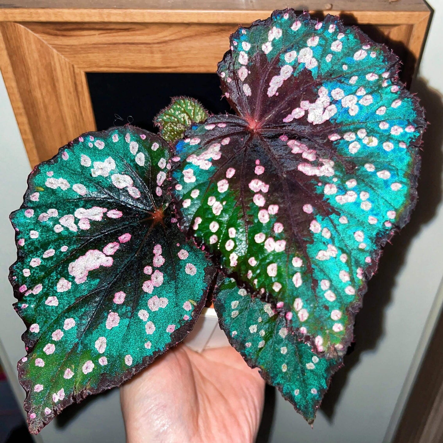 Begonia “Pop Rocks” is a dazzling hybrid begonia known for its playful, candy-like foliage. The heart-shaped leaves shimmer with a deep burgundy to emerald base, scattered with iridescent pink and silver speckles that resemble tiny bursts of sparkling candy. In natural daylight, the plant glows with rich green and red hues, while in lower light, its leaves reveal a striking turquoise sheen — almost like a hidden layer of magic.