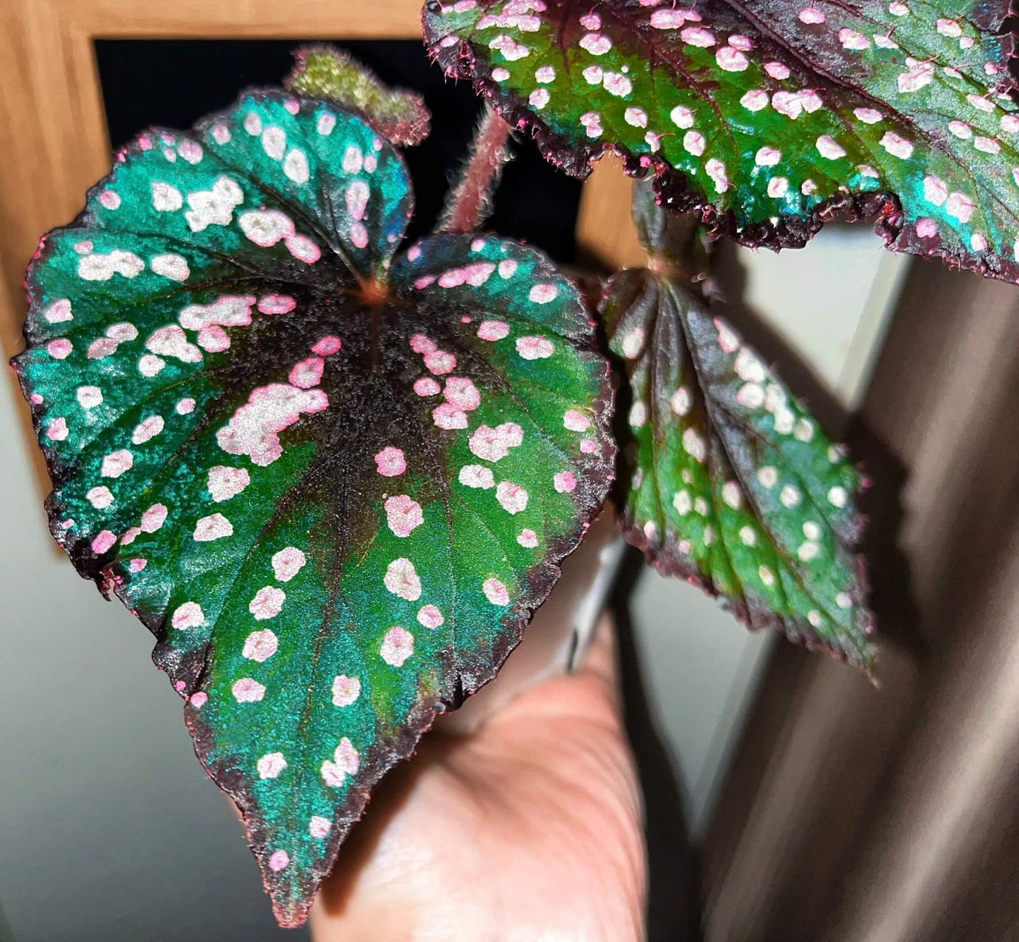 Begonia “Pop Rocks” is a dazzling hybrid begonia known for its playful, candy-like foliage. The heart-shaped leaves shimmer with a deep burgundy to emerald base, scattered with iridescent pink and silver speckles that resemble tiny bursts of sparkling candy. In natural daylight, the plant glows with rich green and red hues, while in lower light, its leaves reveal a striking turquoise sheen — almost like a hidden layer of magic.