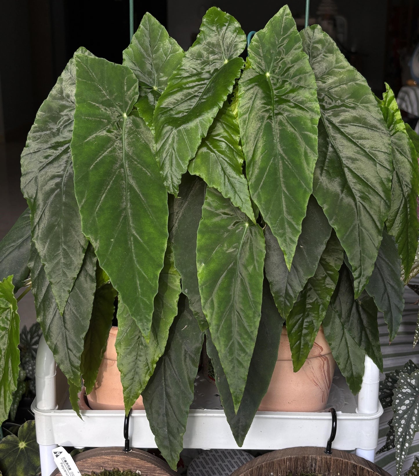 Begonia ‘Prism’ is a hybrid cultivar developed from Begonia Orange Rubra and Begonia lubbersii. Its foliage is narrow and sharply pointed, deep green with prominent veins, and arranged in layered formations that create a highly decorative effect. This modern begonia hybrid combines both vigor and ornamental appeal.
