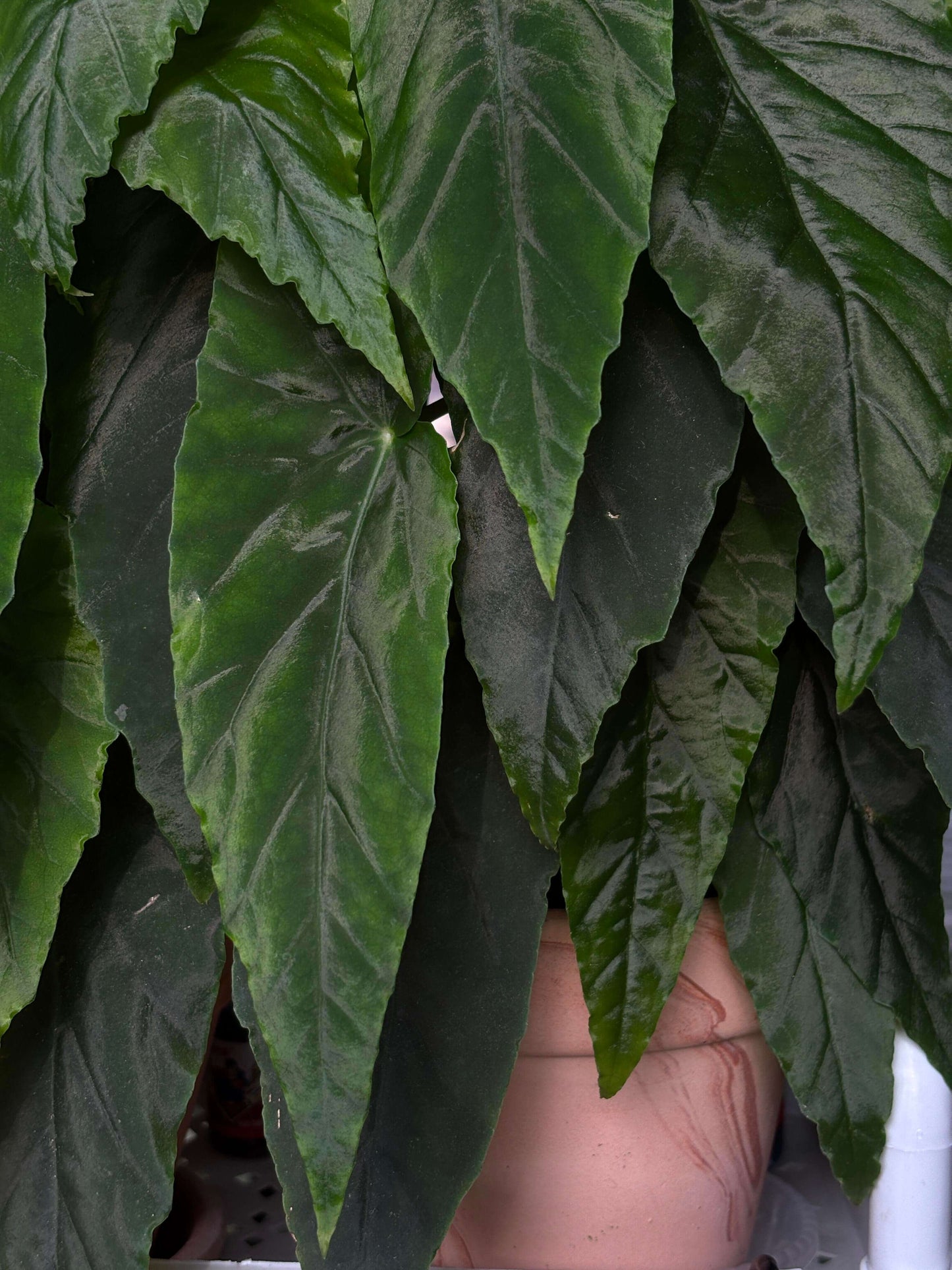 Begonia ‘Prism’ is a hybrid cultivar developed from Begonia Orange Rubra and Begonia lubbersii. Its foliage is narrow and sharply pointed, deep green with prominent veins, and arranged in layered formations that create a highly decorative effect. This modern begonia hybrid combines both vigor and ornamental appeal.