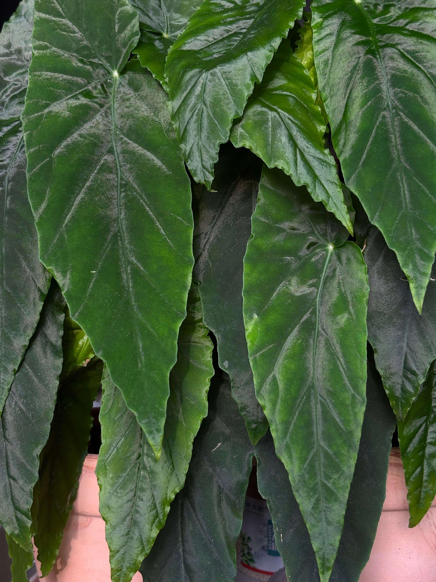 Begonia ‘Prism’ is a hybrid cultivar developed from Begonia Orange Rubra and Begonia lubbersii. Its foliage is narrow and sharply pointed, deep green with prominent veins, and arranged in layered formations that create a highly decorative effect. This modern begonia hybrid combines both vigor and ornamental appeal.