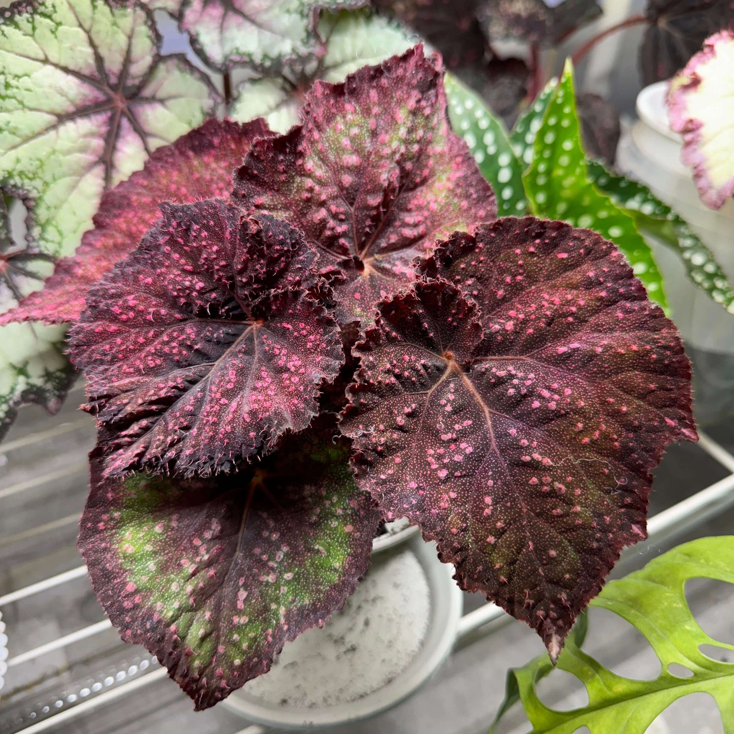 Begonia Raspberry – A stunning, compact Rex Begonia variety with striking elongated, oval-shaped leaves adorned with raspberry-like spots. This variety is a true gem for collectors and plant enthusiasts alike.