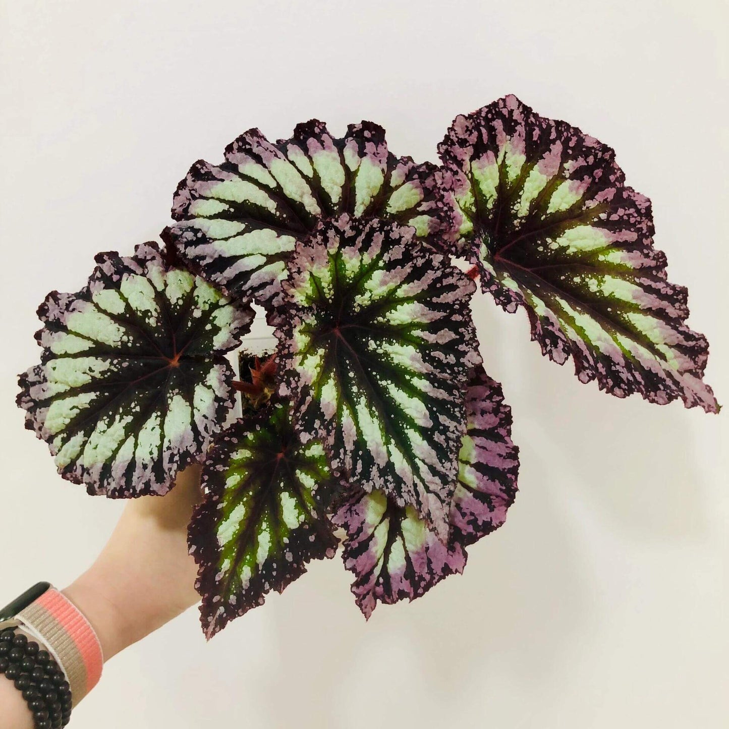 Begonia Rex Fireworks is a visually striking variety of Rex begonia, admired for its bold and colorful foliage. Featuring large, dark purple leaves surrounded by silver bands and bordered with lavender-pink edges, this begonia is a true showstopper. The vibrant colors and unique leaf patterns make it an excellent addition to any plant collection, bringing elegance and charm to your indoor space.