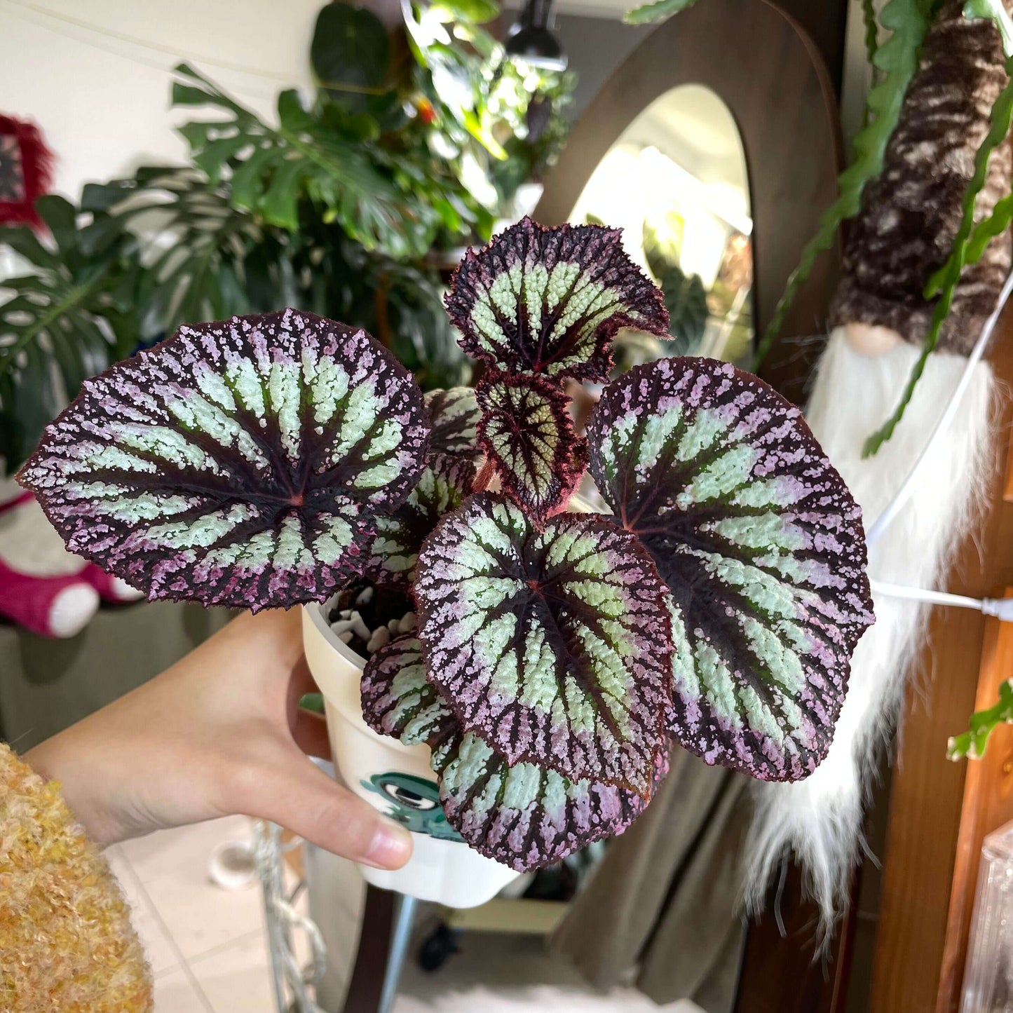 Begonia Rex Fireworks is a visually striking variety of Rex begonia, admired for its bold and colorful foliage. Featuring large, dark purple leaves surrounded by silver bands and bordered with lavender-pink edges, this begonia is a true showstopper. The vibrant colors and unique leaf patterns make it an excellent addition to any plant collection, bringing elegance and charm to your indoor space.