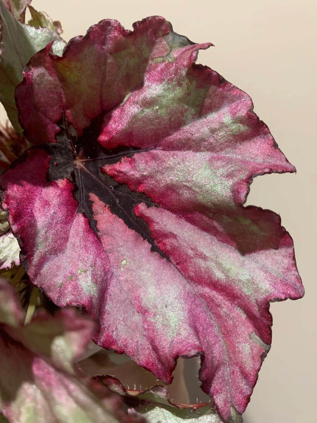 Begonia Rex 'Ruby Slippers' is a gorgeous variety of rex begonia known for its vibrant, multicolored foliage. The leaves display rich shades of ruby red, deep purple, and silver with intricate patterns, creating a stunning visual contrast. This begonia adds a pop of color to any indoor setting and is perfect for plant lovers looking to add unique beauty to their collection.