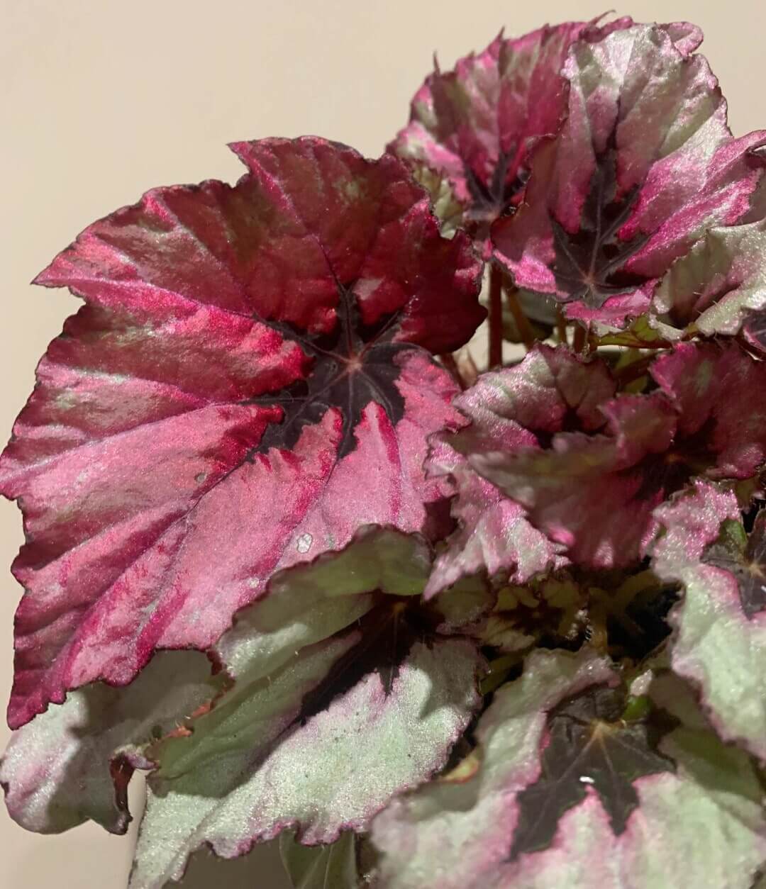 Begonia Rex 'Ruby Slippers' is a gorgeous variety of rex begonia known for its vibrant, multicolored foliage. The leaves display rich shades of ruby red, deep purple, and silver with intricate patterns, creating a stunning visual contrast. This begonia adds a pop of color to any indoor setting and is perfect for plant lovers looking to add unique beauty to their collection.