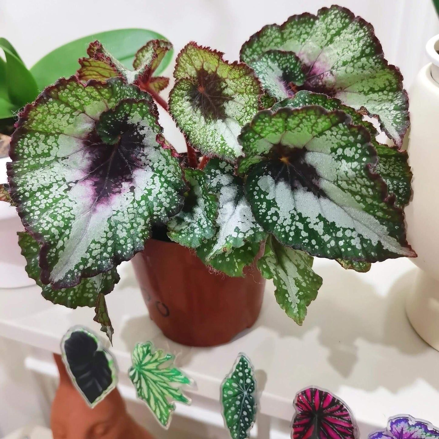 Begonia Rex ‘Galaxy Escargot’ enchants with its dark, spiral leaves dusted in silvery-white speckles, resembling a night sky filled with stars. The spiral center draws the eye inward like a cosmic vortex, while the deep emerald tones add depth and richness beneath the shimmering silver. Each leaf is a miniature galaxy — mysterious, elegant, and endlessly captivating.