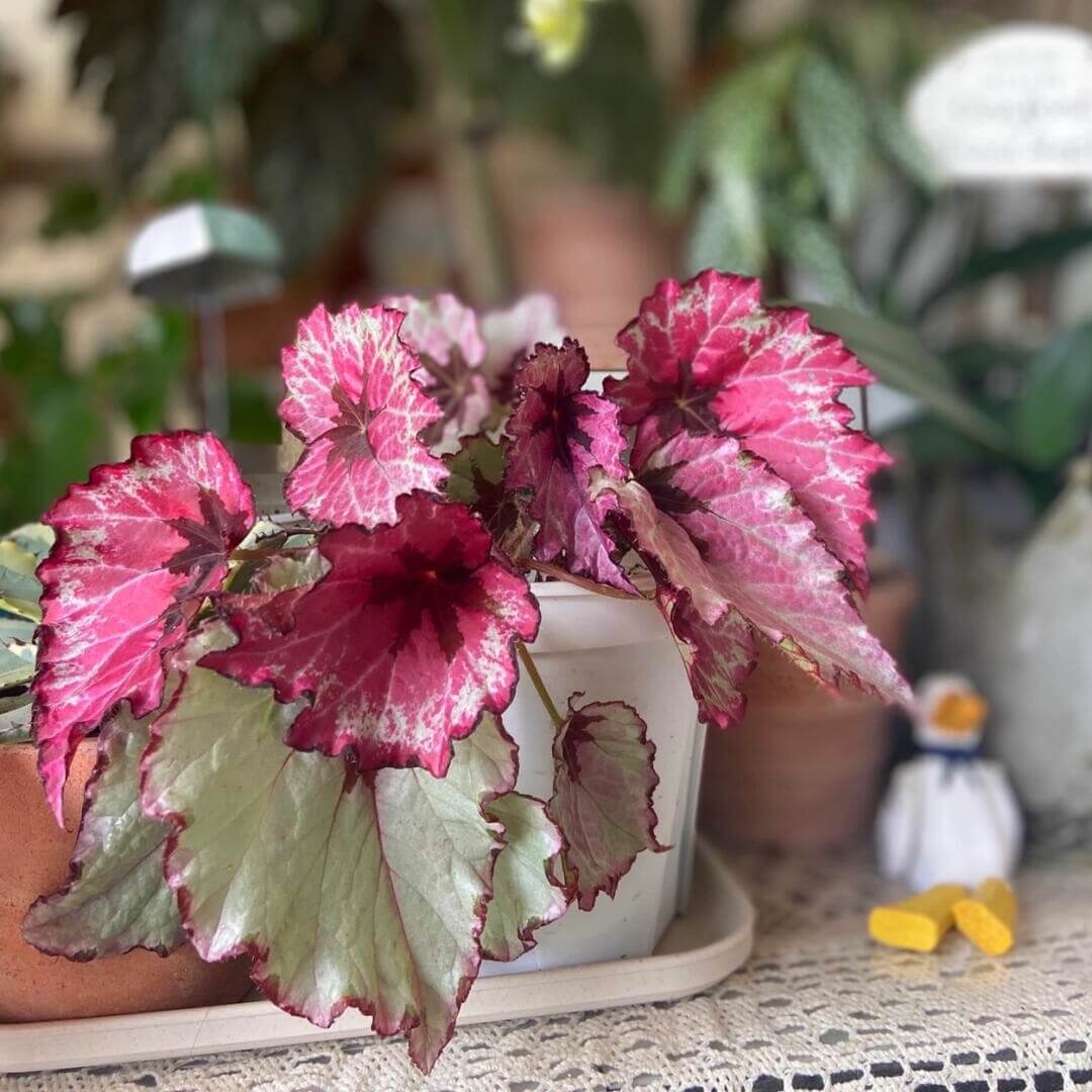 Begonia Rex 'Ruby Slippers' is a gorgeous variety of rex begonia known for its vibrant, multicolored foliage. The leaves display rich shades of ruby red, deep purple, and silver with intricate patterns, creating a stunning visual contrast. This begonia adds a pop of color to any indoor setting and is perfect for plant lovers looking to add unique beauty to their collection.