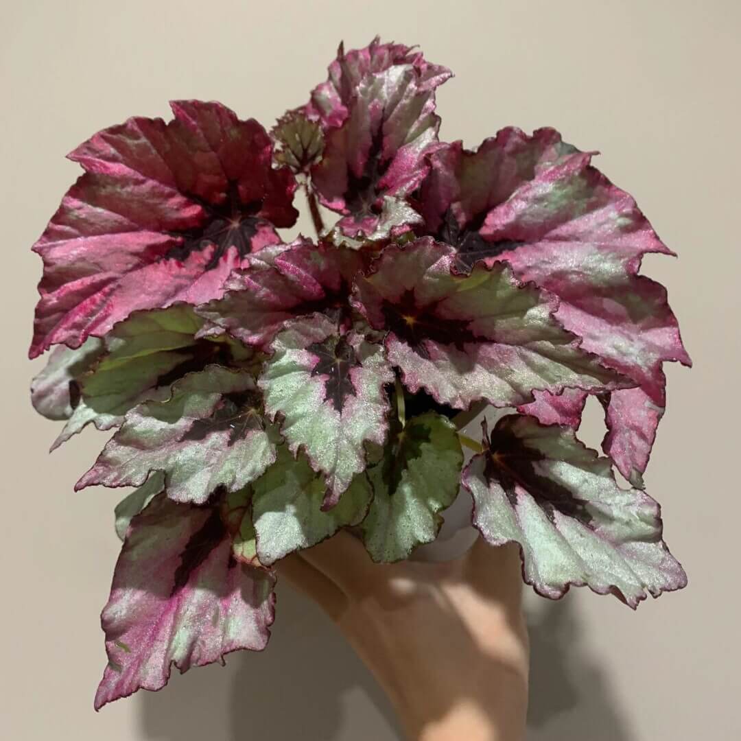 Begonia Rex 'Ruby Slippers' is a gorgeous variety of rex begonia known for its vibrant, multicolored foliage. The leaves display rich shades of ruby red, deep purple, and silver with intricate patterns, creating a stunning visual contrast. This begonia adds a pop of color to any indoor setting and is perfect for plant lovers looking to add unique beauty to their collection.