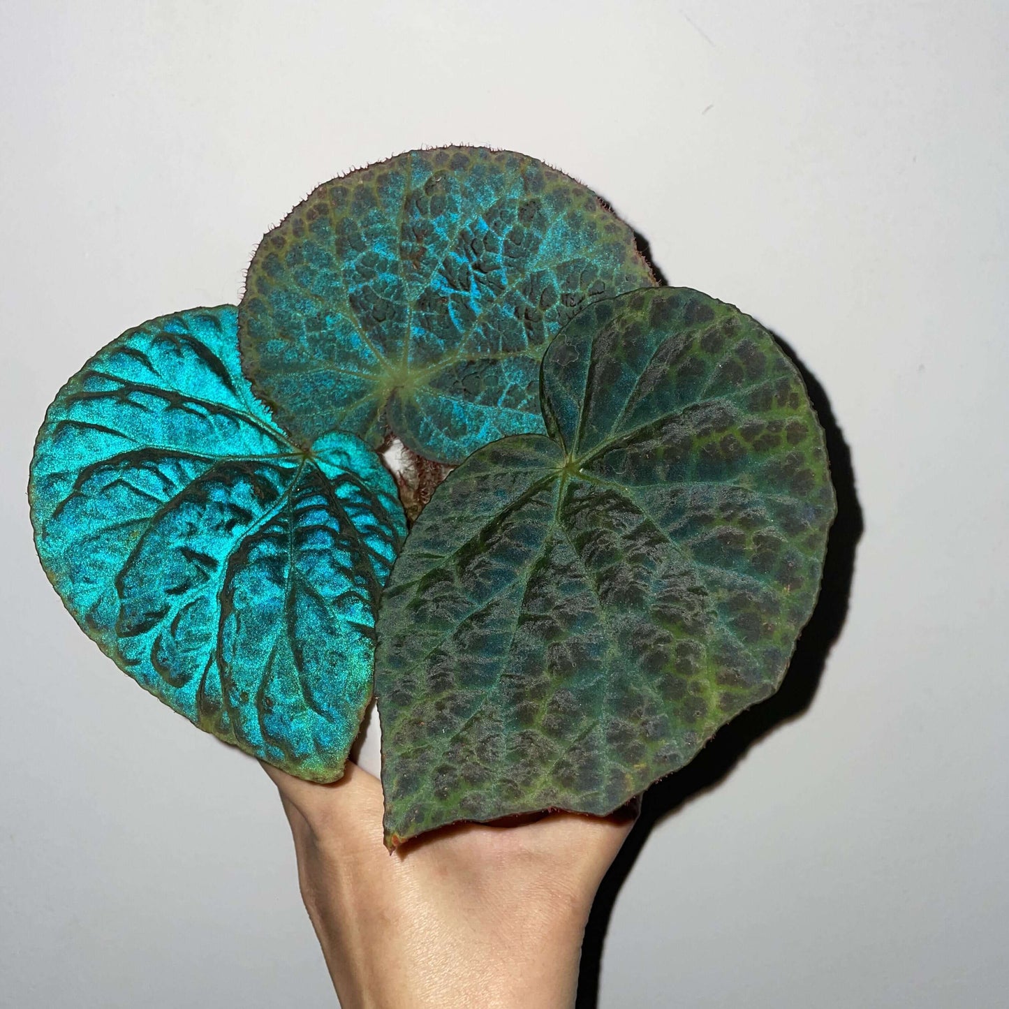 Begonia rockii is a stunning species of begonia native to the mountainous regions of Yunnan, China. Renowned for its striking, iridescent leaves, this plant displays an array of colors, including blue, turquoise, and purple, which shimmer in different lighting conditions, creating a beautiful metallic sheen. As a result, it has become a highly sought-after specimen for plant enthusiasts and collectors alike.