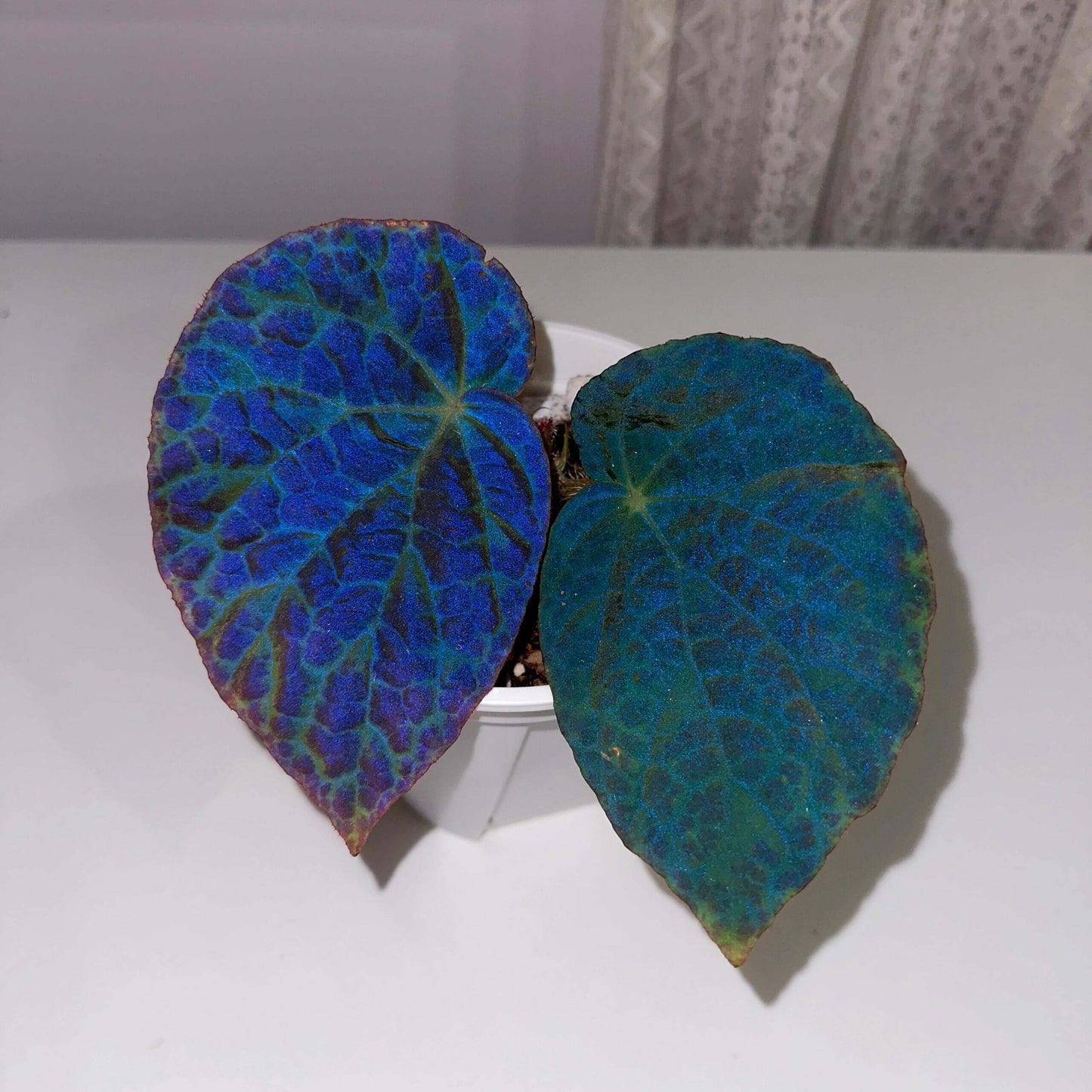 Begonia rockii is a stunning species of begonia native to the mountainous regions of Yunnan, China. Renowned for its striking, iridescent leaves, this plant displays an array of colors, including blue, turquoise, and purple, which shimmer in different lighting conditions, creating a beautiful metallic sheen. As a result, it has become a highly sought-after specimen for plant enthusiasts and collectors alike.