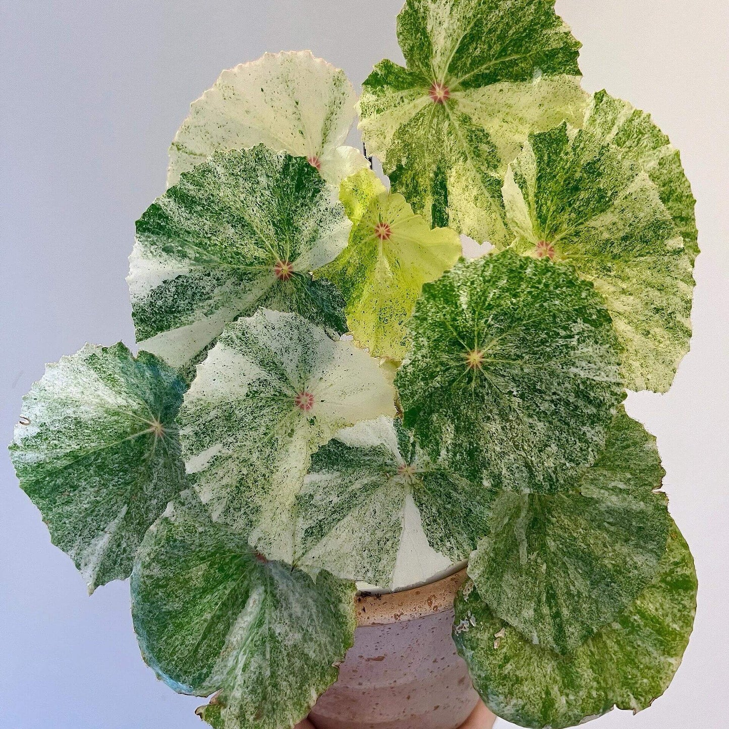This highly decorative Begonia is known for its unique and stunning foliage. Its heart-shaped leaves feature a beautiful pattern of white to cream-colored variegation with vibrant red spots in the center, making it a striking addition to any collection.