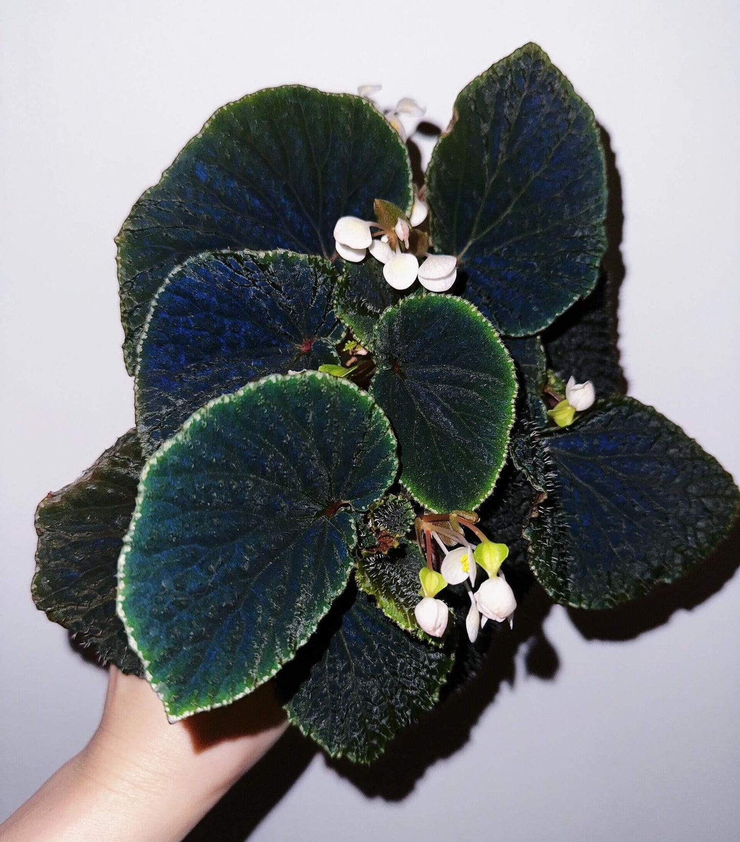 Begonia Ruthiae is a stunning plant native to Borneo, known for its dark green leaves with spiky red centers and a white outline. When grown in low light, its leaves can become iridescent, creating a striking visual effect. This plant thrives in a terrarium-like environment, making it an excellent choice for collectors or as an elegant addition to your home decor. With its unique appearance, Begonia Ruthiae will add a touch of tropical beauty to any space.