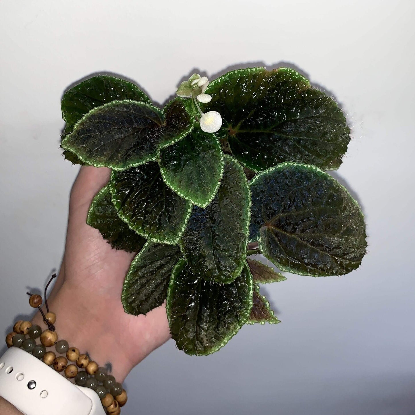 Begonia Ruthiae is a stunning plant native to Borneo, known for its dark green leaves with spiky red centers and a white outline. When grown in low light, its leaves can become iridescent, creating a striking visual effect. This plant thrives in a terrarium-like environment, making it an excellent choice for collectors or as an elegant addition to your home decor. With its unique appearance, Begonia Ruthiae will add a touch of tropical beauty to any space.
