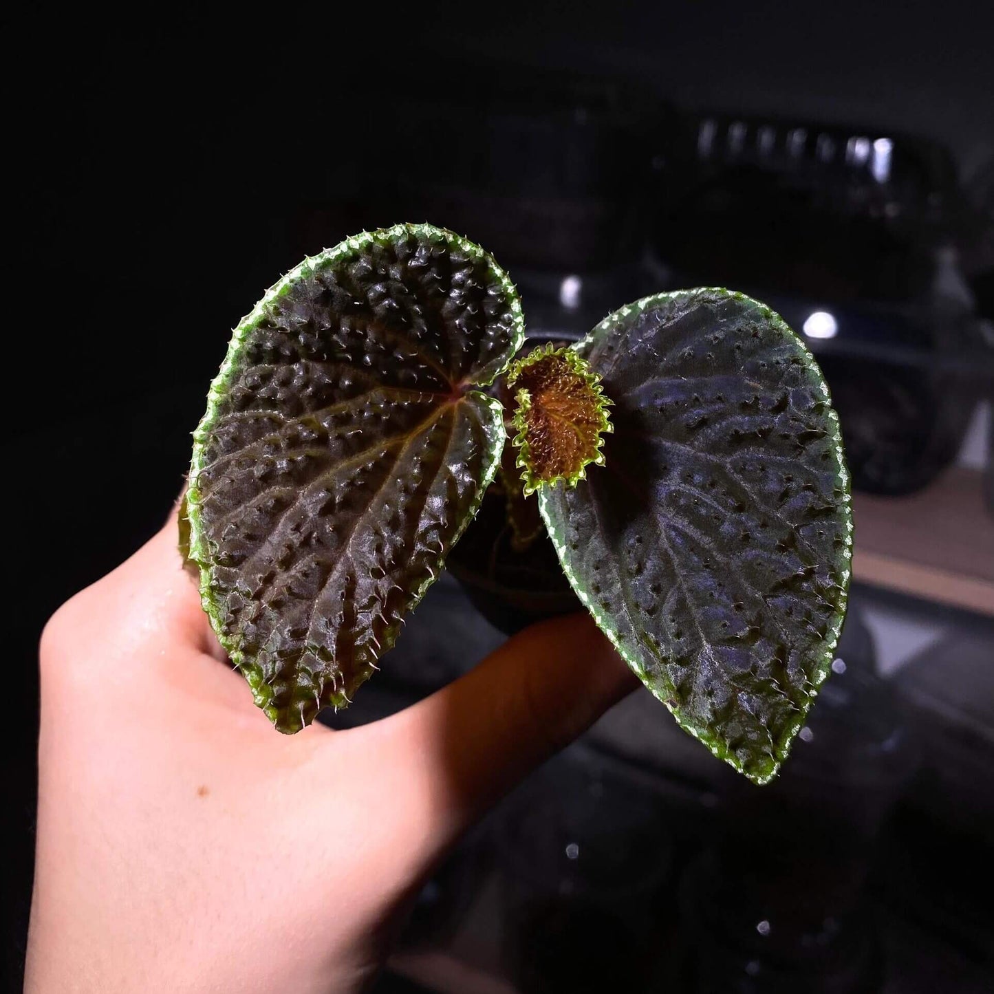 Begonia Ruthiae is a stunning plant native to Borneo, known for its dark green leaves with spiky red centers and a white outline. When grown in low light, its leaves can become iridescent, creating a striking visual effect. This plant thrives in a terrarium-like environment, making it an excellent choice for collectors or as an elegant addition to your home decor. With its unique appearance, Begonia Ruthiae will add a touch of tropical beauty to any space.