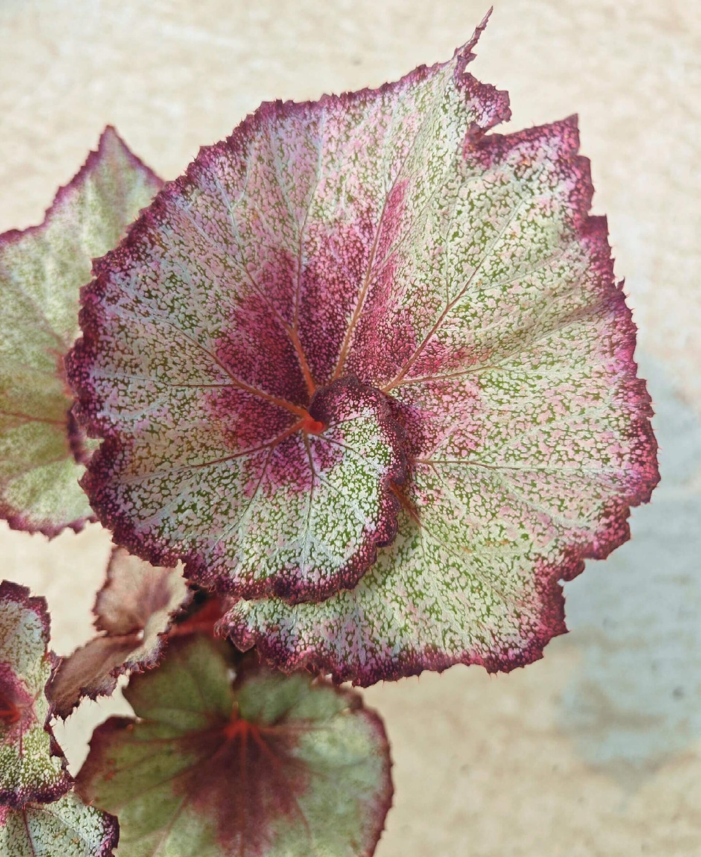 Begonia Shuya is an extraordinary hybrid begonia known for its large, snail-shaped leaves that showcase a captivating blend of green, purple, and silver hues. The unique leaf pattern and texture make this begonia a striking addition to any plant collection. It’s a low-maintenance plant that thrives indoors, making it perfect for homes, offices, or any space in need of a distinctive plant.