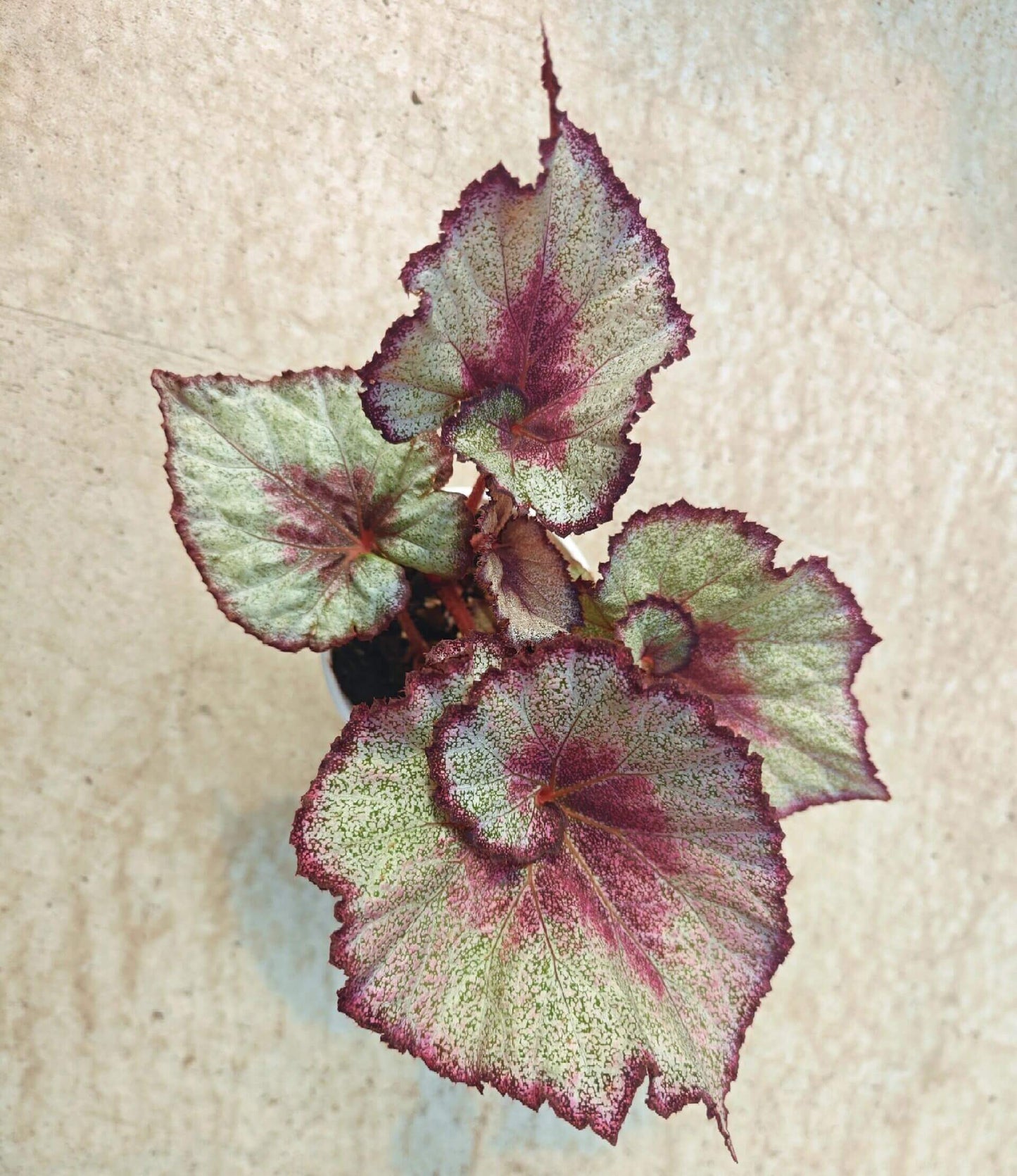 Begonia Shuya is an extraordinary hybrid begonia known for its large, snail-shaped leaves that showcase a captivating blend of green, purple, and silver hues. The unique leaf pattern and texture make this begonia a striking addition to any plant collection. It’s a low-maintenance plant that thrives indoors, making it perfect for homes, offices, or any space in need of a distinctive plant.