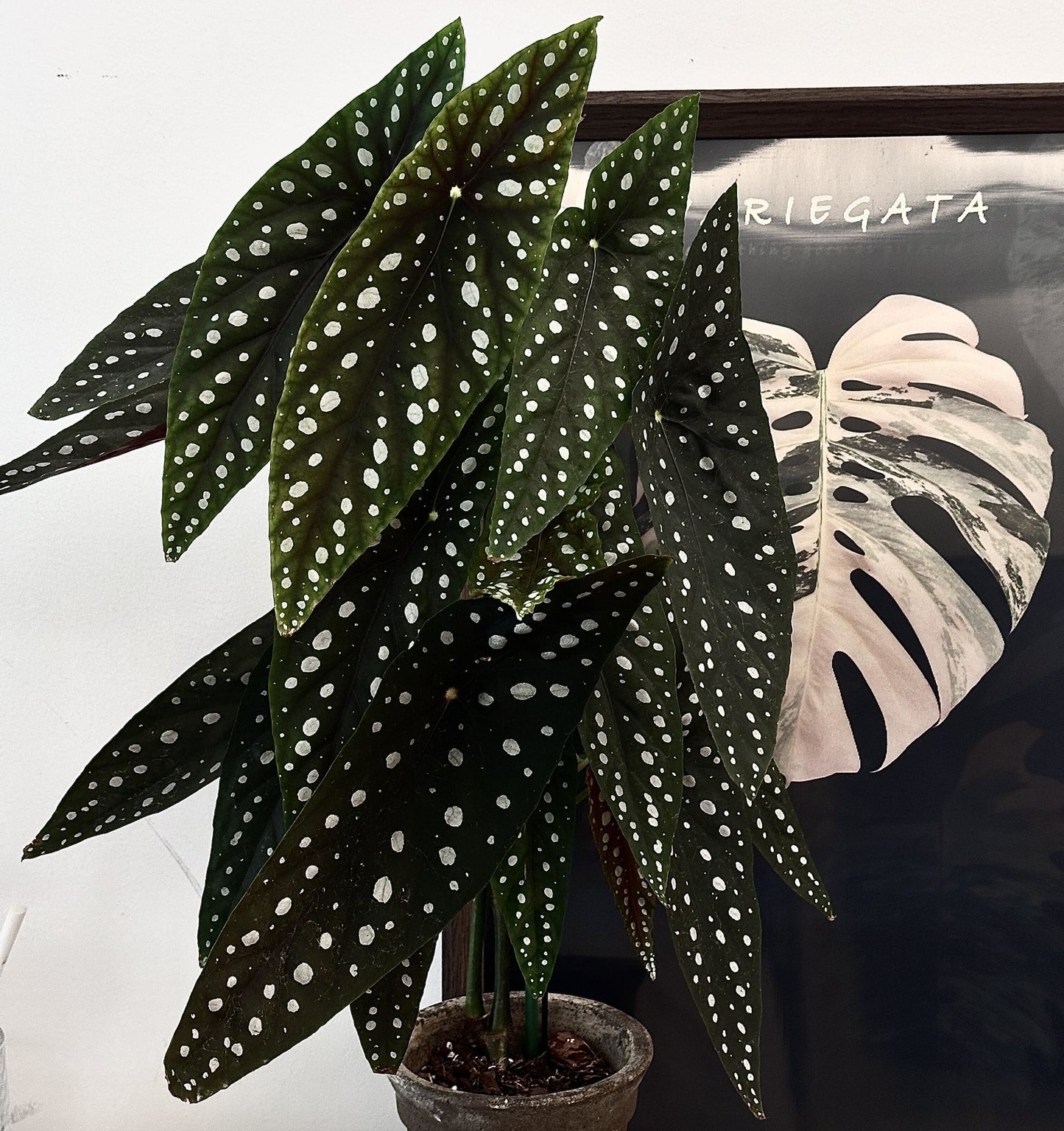 Begonia ‘Sierra Mountain King’ is a cane-like hybrid between Begonia maculata and Begonia lubbersii, forming a vigorous, upright bush. Its elongated angel-wing leaves are dark green with prominent silvery spots and reddish undersides.