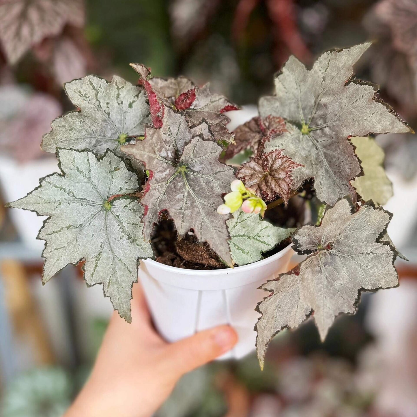 Begonia 'Sierra Silver Mist' is a captivating plant that stands out with its iridescent silver-rose leaves and delicate blooms. Perfect for plant enthusiasts who appreciate beauty and ease of care, this begonia will enhance any indoor space.