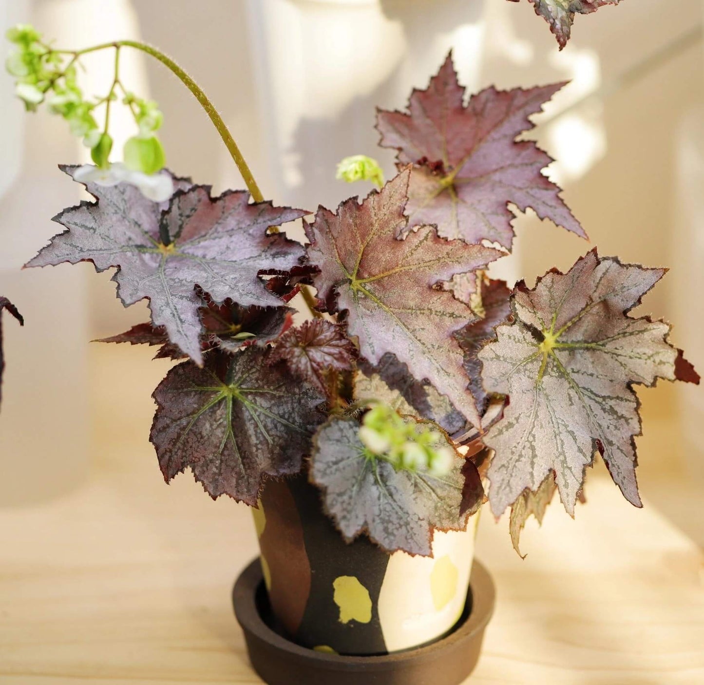 Begonia 'Sierra Silver Mist' is a captivating plant that stands out with its iridescent silver-rose leaves and delicate blooms. Perfect for plant enthusiasts who appreciate beauty and ease of care, this begonia will enhance any indoor space.