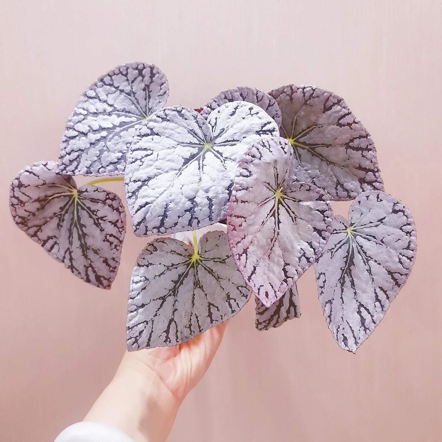 Begonia Silver Dollar is a highly sought-after begonia variety, admired for its unique leaf patterns and colors. The leaves are nearly round and feature a beautiful silver surface with green and purple markings, resembling a silver coin—hence the name. This striking foliage adds an elegant touch to any indoor garden or plant collection.