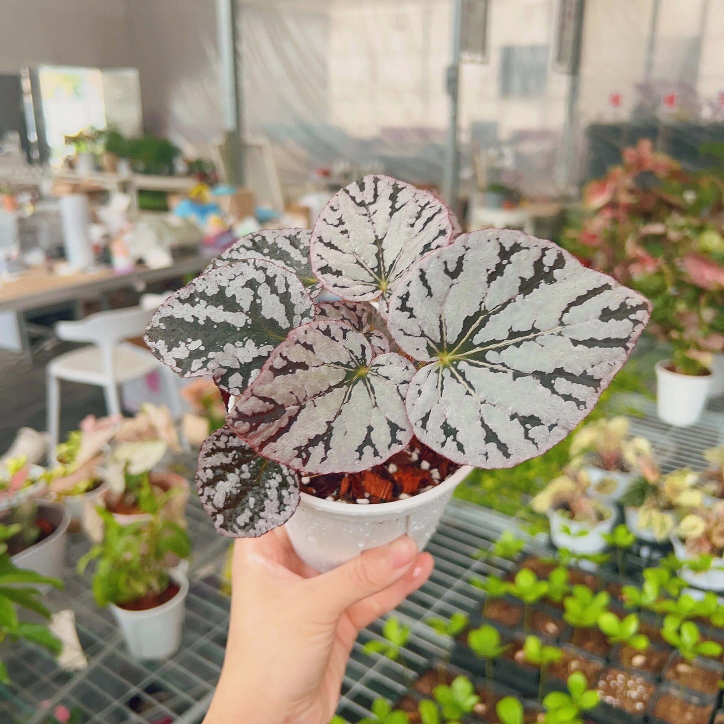 Begonia Silver Dollar is a highly sought-after begonia variety, admired for its unique leaf patterns and colors. The leaves are nearly round and feature a beautiful silver surface with green and purple markings, resembling a silver coin—hence the name. This striking foliage adds an elegant touch to any indoor garden or plant collection.
