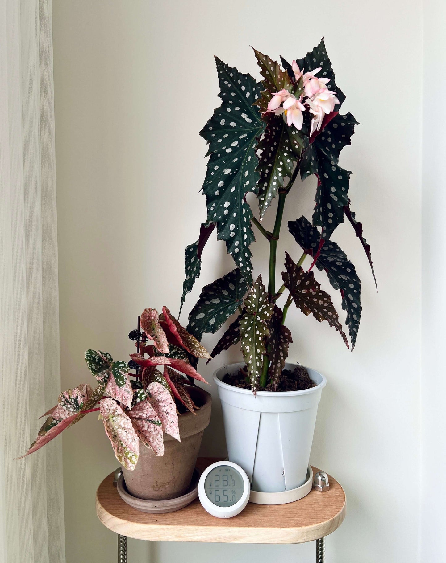 Begonia Chocolate Cone is a striking hybrid begonia, highly valued for its dramatic foliage. Its wing-shaped leaves display a deep, chocolate-green base adorned with bold silver spots, creating a starry, eye-catching pattern. The undersides often show shades of burgundy or purple, offering a vivid contrast that enhances its ornamental appeal.