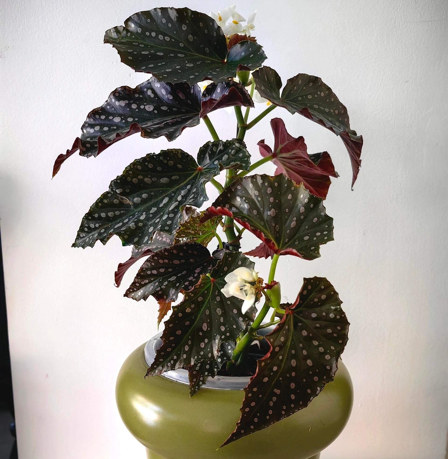 Begonia ‘Snowflex’ is a hybrid begonia with deep green leaves decorated with white to light pink spots. The leaf edges are lined with a delicate ring of silvery-white markings, giving the plant a striking, ornamental look.