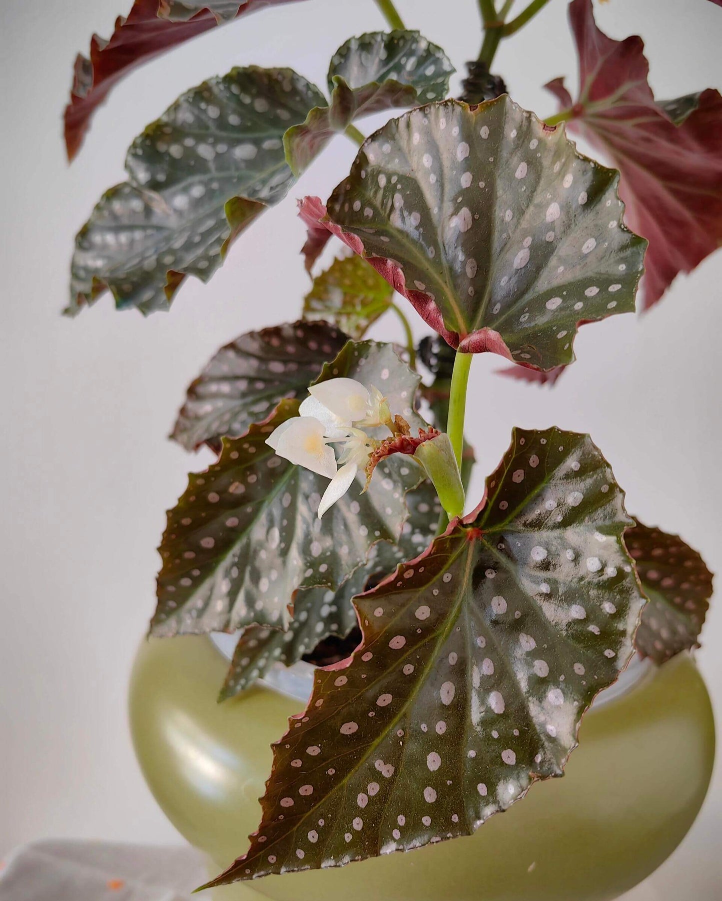 Begonia ‘Snowflex’ is a hybrid begonia with deep green leaves decorated with white to light pink spots. The leaf edges are lined with a delicate ring of silvery-white markings, giving the plant a striking, ornamental look.