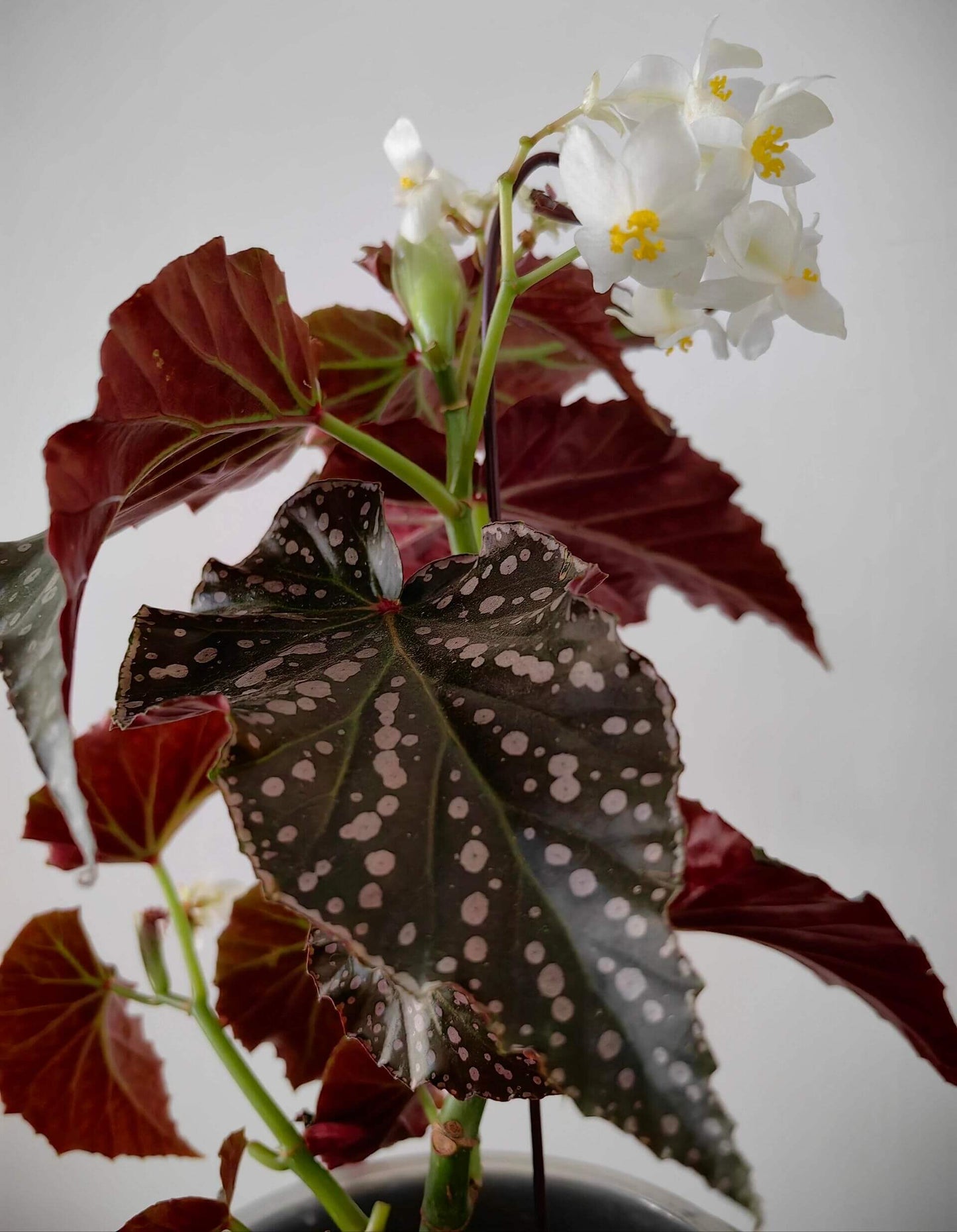Begonia ‘Snowflex’ is a hybrid begonia with deep green leaves decorated with white to light pink spots. The leaf edges are lined with a delicate ring of silvery-white markings, giving the plant a striking, ornamental look.