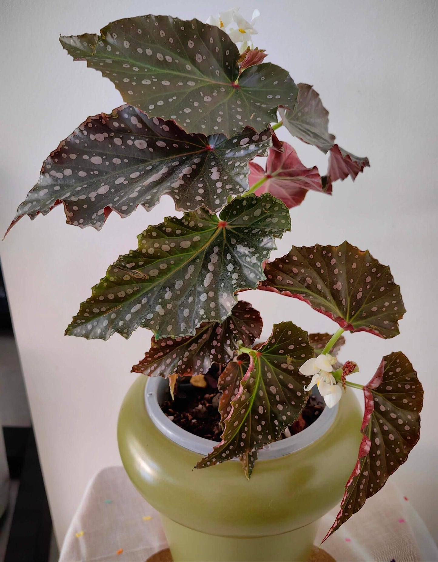 Begonia ‘Snowflex’ is a hybrid begonia with deep green leaves decorated with white to light pink spots. The leaf edges are lined with a delicate ring of silvery-white markings, giving the plant a striking, ornamental look.