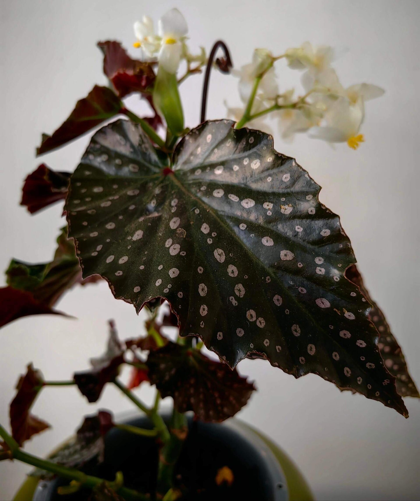 Begonia ‘Snowflex’ is a hybrid begonia with deep green leaves decorated with white to light pink spots. The leaf edges are lined with a delicate ring of silvery-white markings, giving the plant a striking, ornamental look.