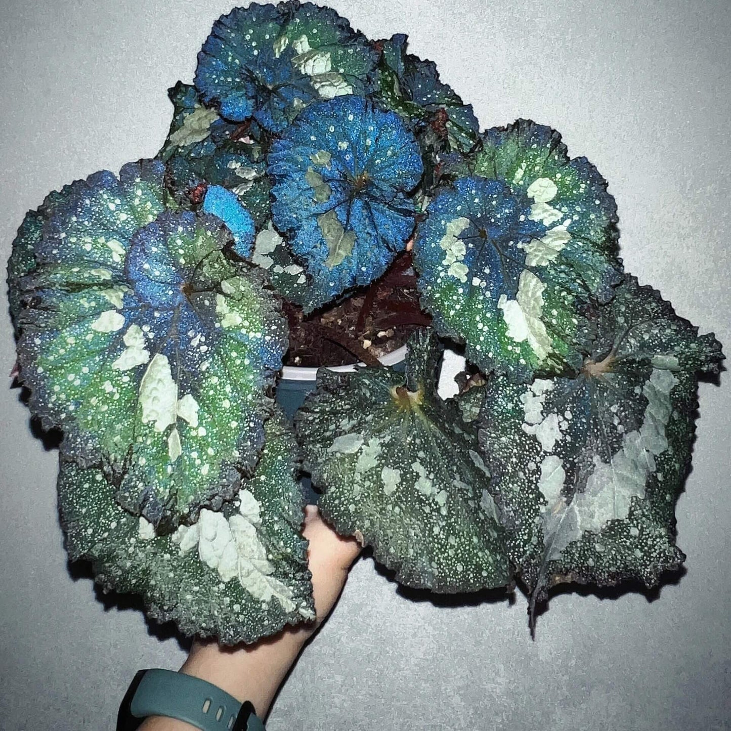 Begonia Super Universe is a breathtaking masterpiece, with foliage that mirrors the vastness of space. Under a flash, the leaves reflect shades of blue and cosmic tones, creating an otherworldly galaxy effect. Its natural variegation resembles a starry sky, making it a highly coveted addition to any plant collection.