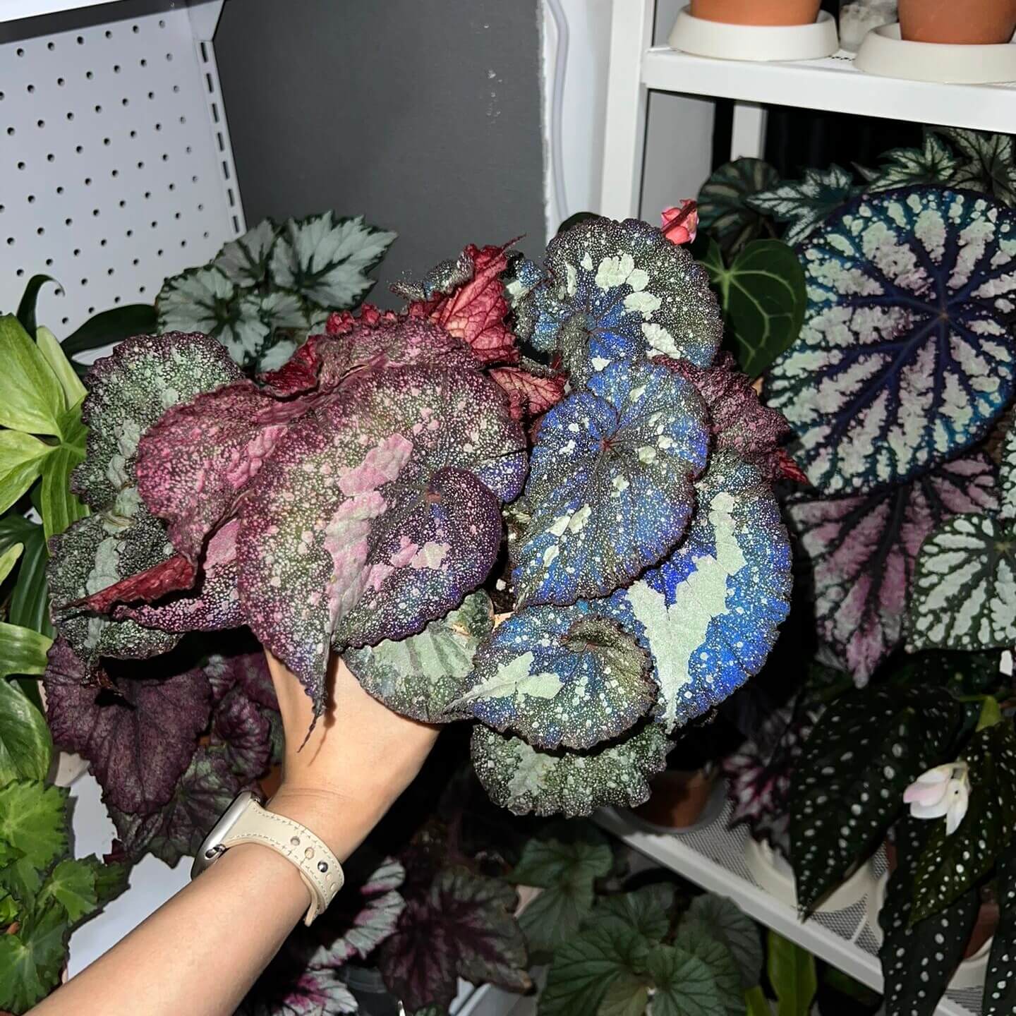 Begonia Super Universe is a breathtaking masterpiece, with foliage that mirrors the vastness of space. Under a flash, the leaves reflect shades of blue and cosmic tones, creating an otherworldly galaxy effect. Its natural variegation resembles a starry sky, making it a highly coveted addition to any plant collection.