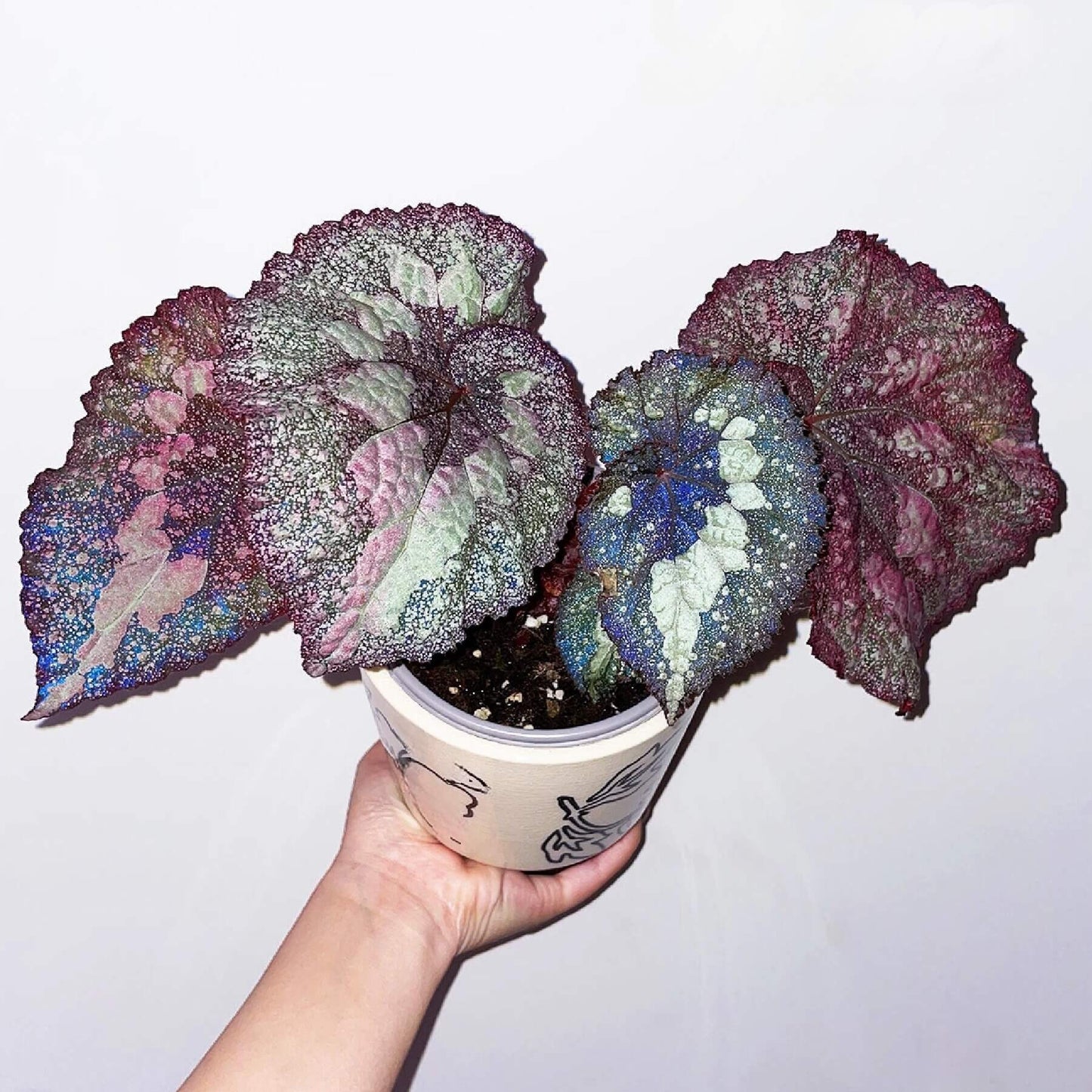 Begonia Super Universe is a breathtaking masterpiece, with foliage that mirrors the vastness of space. Under a flash, the leaves reflect shades of blue and cosmic tones, creating an otherworldly galaxy effect. Its natural variegation resembles a starry sky, making it a highly coveted addition to any plant collection.