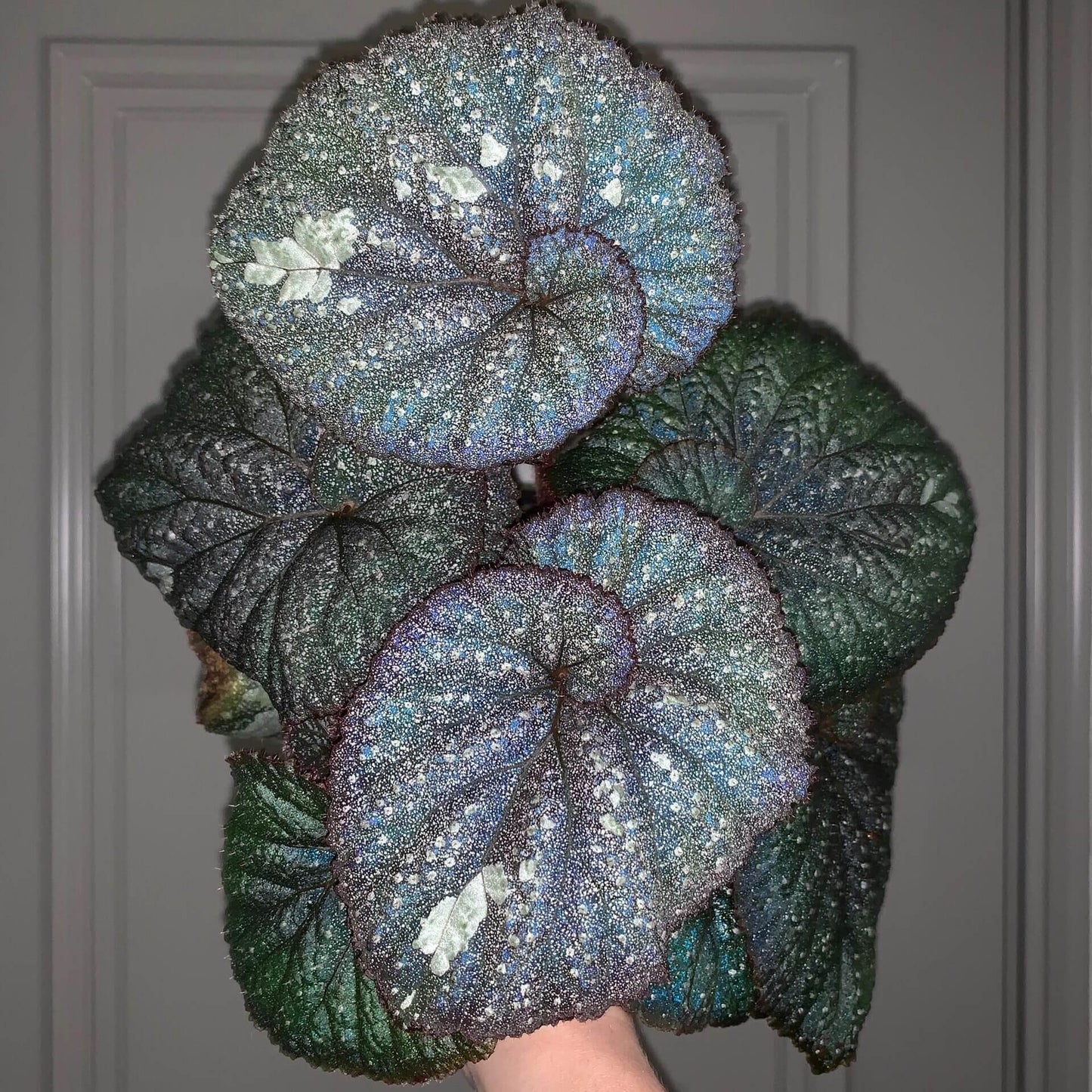 Begonia Super Universe is a breathtaking masterpiece, with foliage that mirrors the vastness of space. Under a flash, the leaves reflect shades of blue and cosmic tones, creating an otherworldly galaxy effect. Its natural variegation resembles a starry sky, making it a highly coveted addition to any plant collection.
