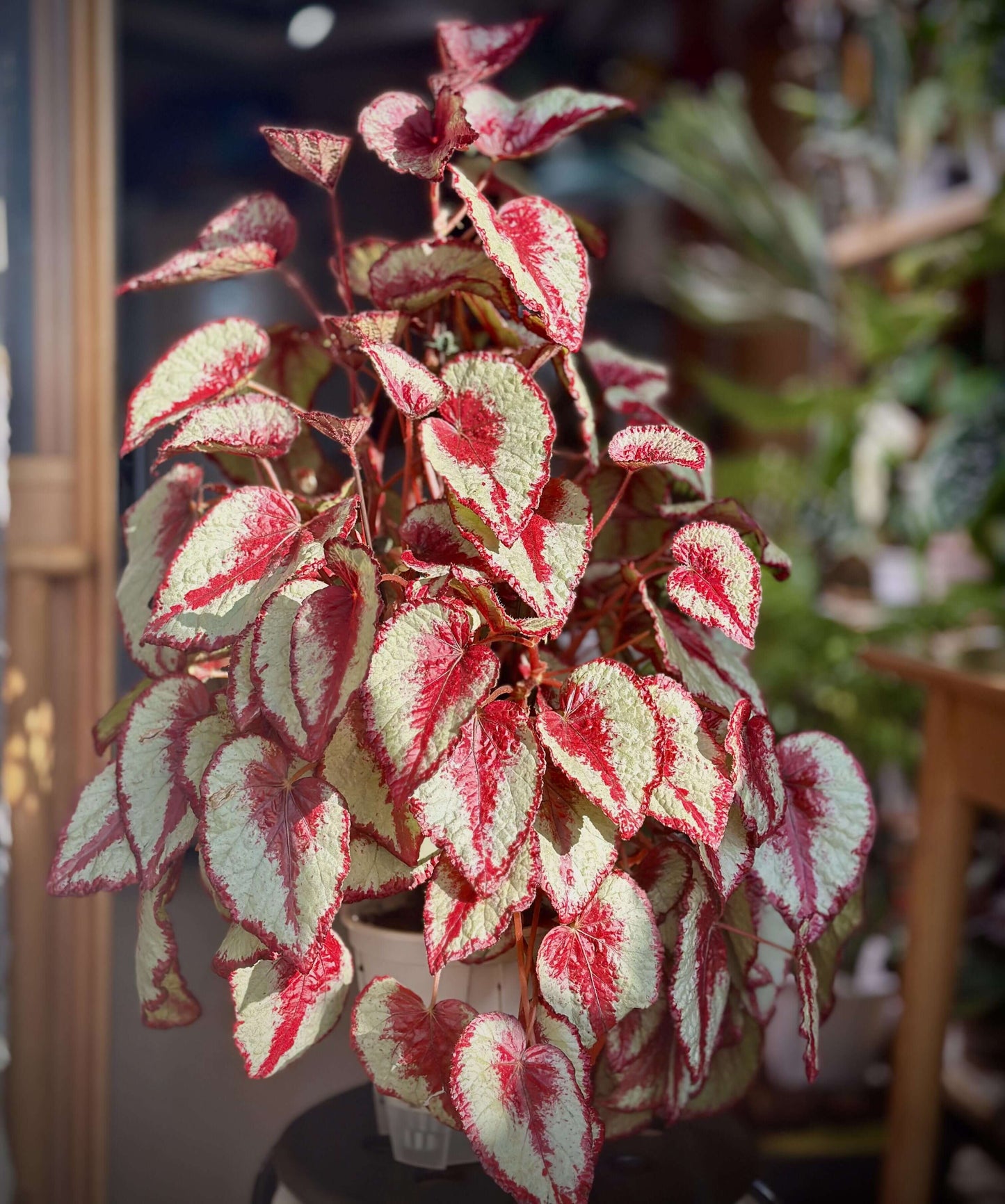Begonia 'Tambourine' is a captivating and vibrant plant that adds an exotic touch to any indoor or outdoor garden. Known for its striking foliage, this begonia features large, asymmetrical leaves with deep red, burgundy hues, and silver or white markings along the edges. The beautiful leaves create an eye-catching display, making it a standout in any collection. Though primarily grown for its foliage, Begonia 'Tambourine' may also produce small, delicate flowers under the right conditions.