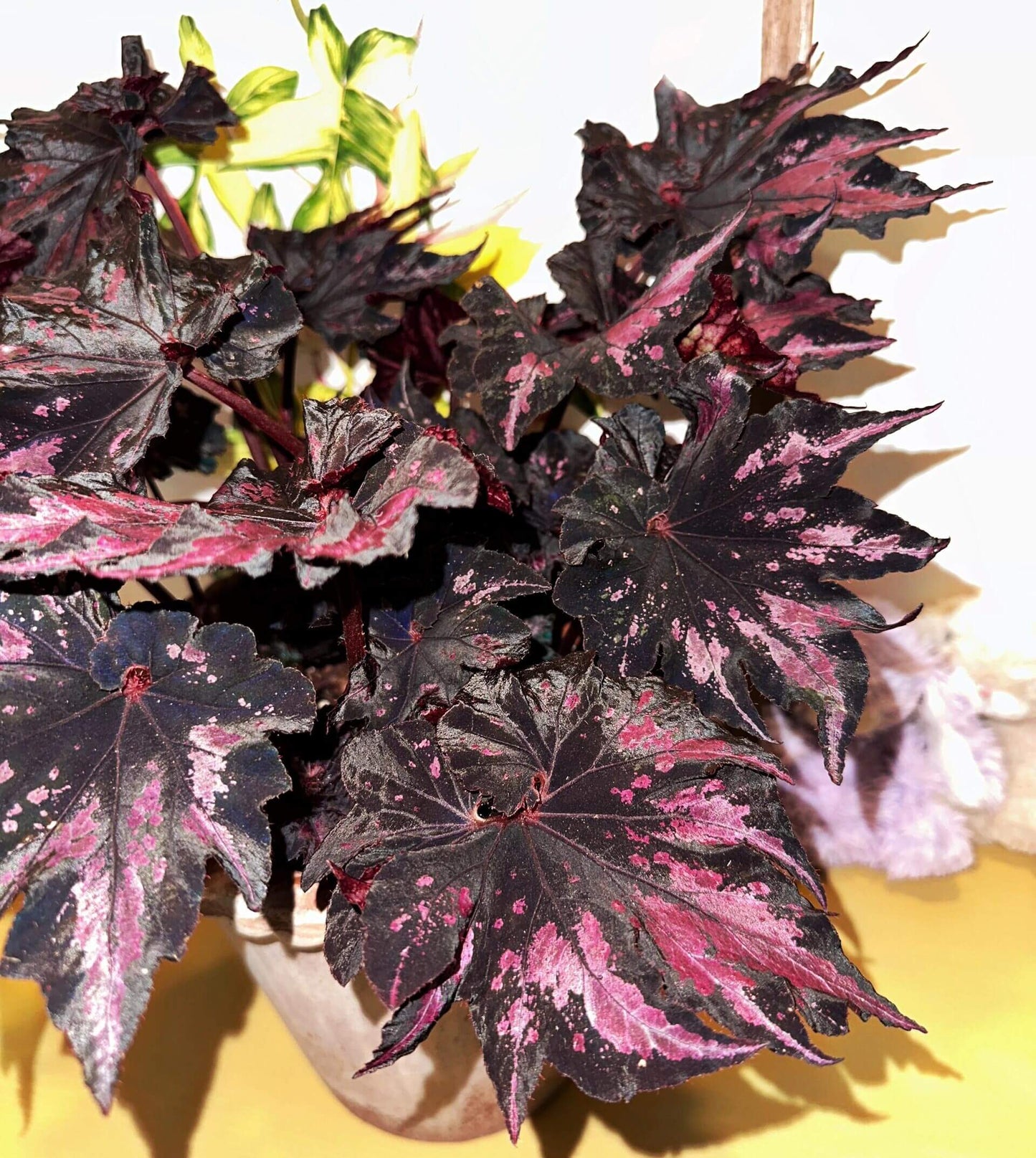 Begonia 'Thundercloud' is a striking hybrid begonia from Japan, known for its dramatic, dark leaves with stunning purple-pink markings. These unique leaves exhibit a striking metallic sheen when exposed to light, creating a dazzling, lightning-like reflection. The leaves are irregularly polygonal in shape, resembling the jagged edges of a maple leaf, with the center of the leaf spiraling in a pattern reminiscent of a snail shell.