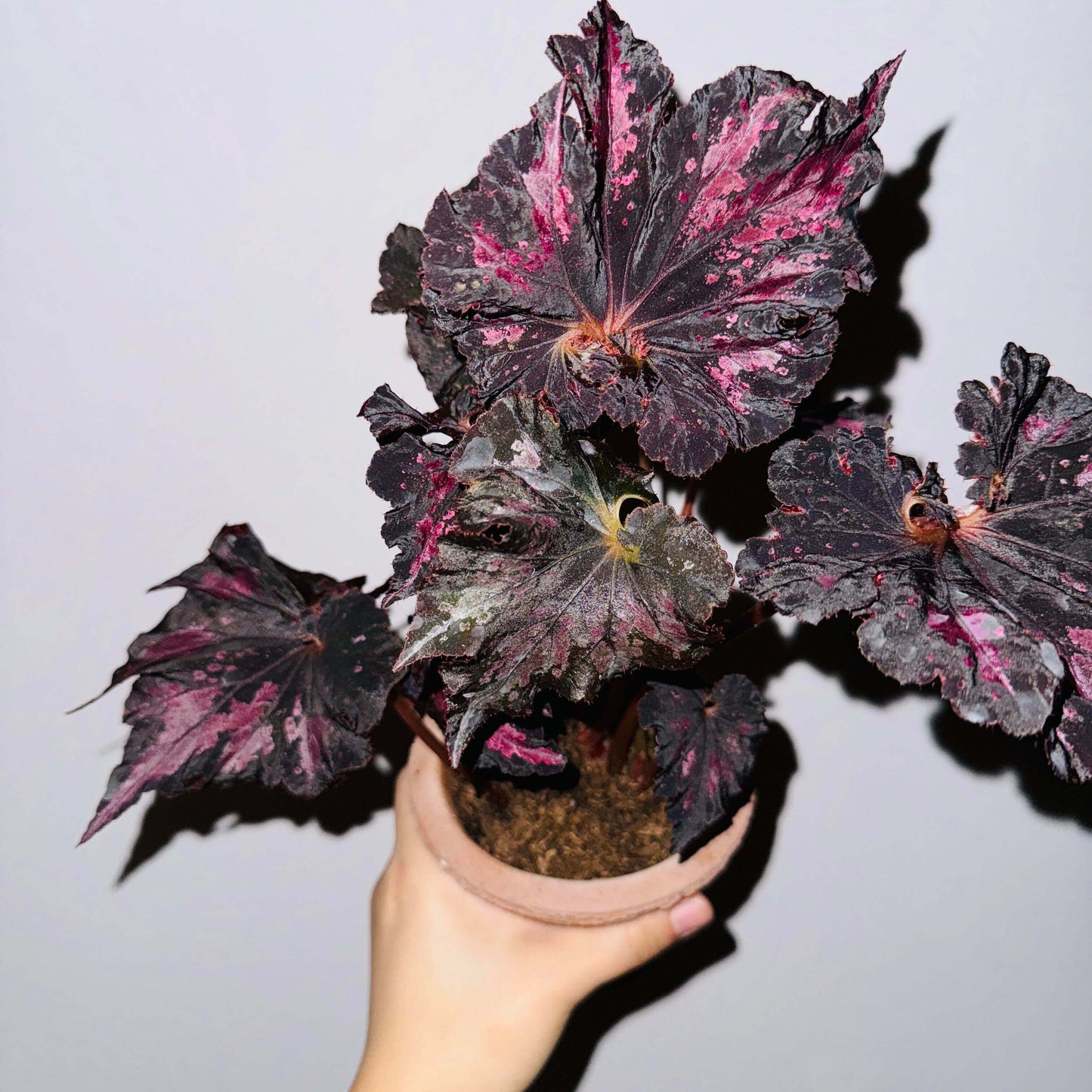 Begonia 'Thundercloud' is a striking hybrid begonia from Japan, known for its dramatic, dark leaves with stunning purple-pink markings. These unique leaves exhibit a striking metallic sheen when exposed to light, creating a dazzling, lightning-like reflection. The leaves are irregularly polygonal in shape, resembling the jagged edges of a maple leaf, with the center of the leaf spiraling in a pattern reminiscent of a snail shell.