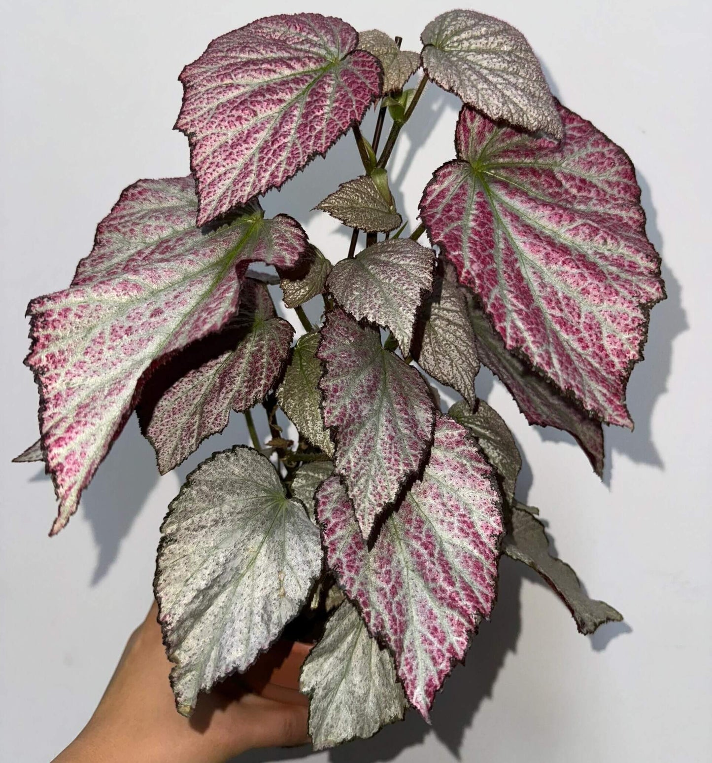 Begonia 'Two Face' is a striking ornamental plant known for its dramatic, two-tone foliage. This cultivar features silver leaves with a hint of pink, retaining deep purple edges and a burgundy underside, creating a bold contrast that adds visual interest to any indoor space. The leaves are small and grooved, giving them a textured appearance. Mature plants typically reach a height of 30–40 cm (12–16 inches) and a width of 30 cm (12 inches).