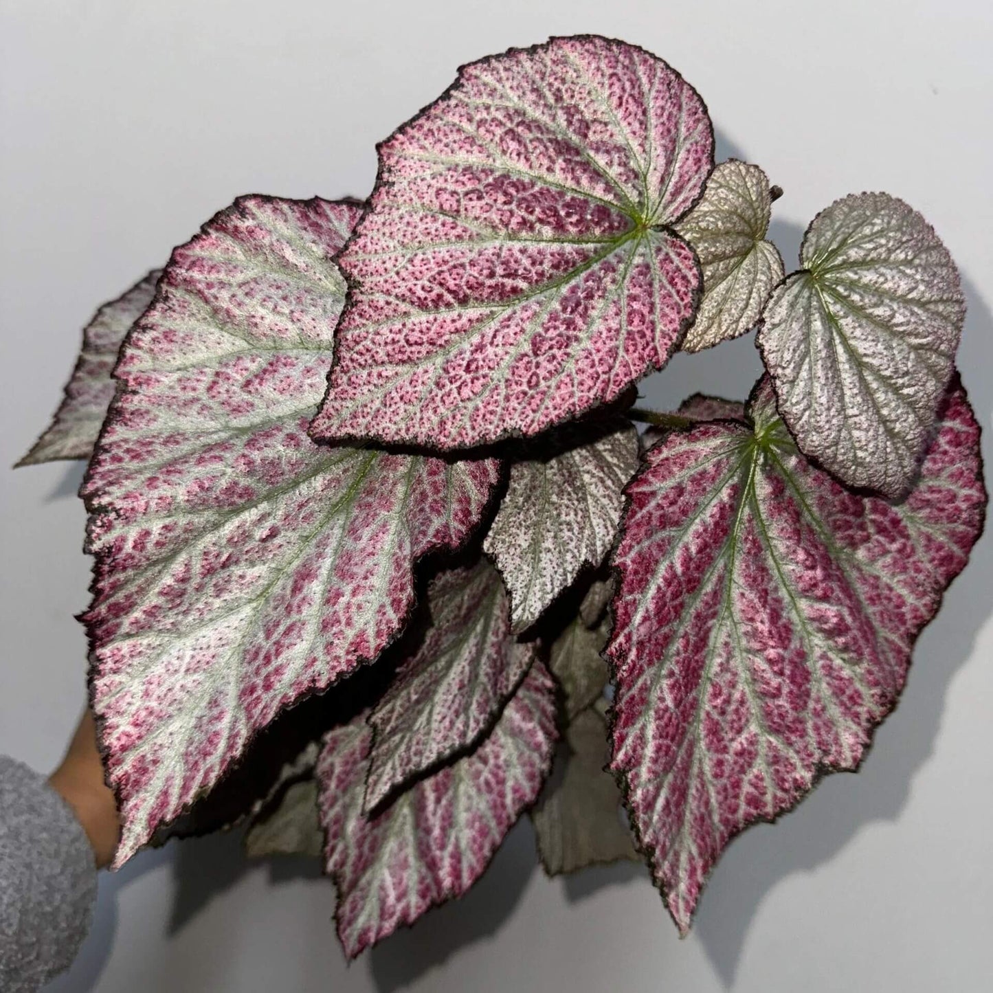 Begonia 'Two Face' is a striking ornamental plant known for its dramatic, two-tone foliage. This cultivar features silver leaves with a hint of pink, retaining deep purple edges and a burgundy underside, creating a bold contrast that adds visual interest to any indoor space. The leaves are small and grooved, giving them a textured appearance. Mature plants typically reach a height of 30–40 cm (12–16 inches) and a width of 30 cm (12 inches).