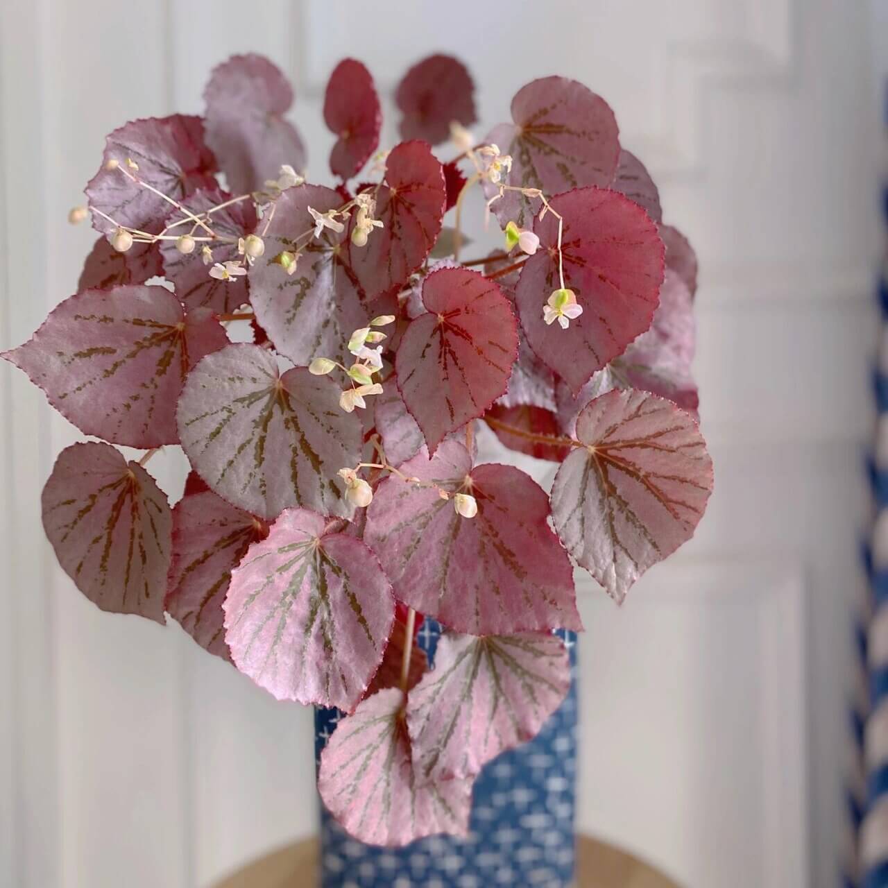 Begonia U192, also known as Martin's Mystery, is a rare and captivating rhizomatous begonia species. Native to the Philippines, it was introduced to cultivation by plant enthusiast Martin Johnson. Known for its stunning metallic rose-pink leaves and striking dark red undersides, this begonia adds a touch of elegance to any indoor space. Its unique appearance makes it a must-have for serious plant collectors.