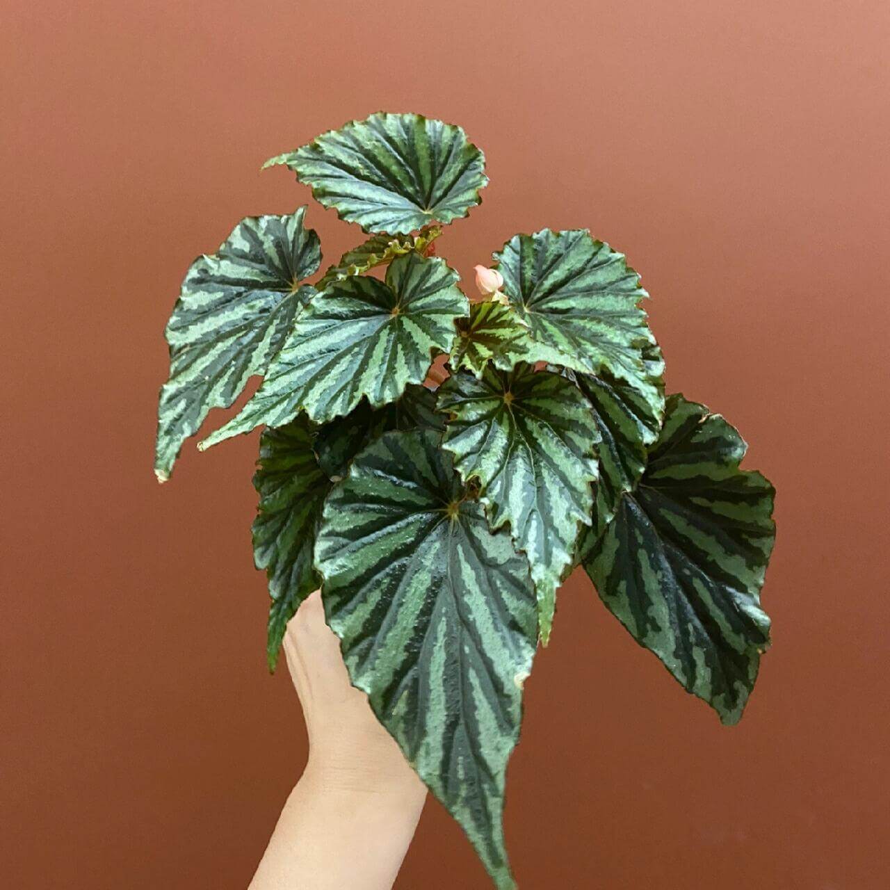 Begonia U682 was discovered in Irian Jaya, the Indonesian part of West New Guinea. It was initially considered an unidentified species and given the number U682, but is now believed to be a naturally occurring hybrid, as identified by botanist Wisnu Ardi.