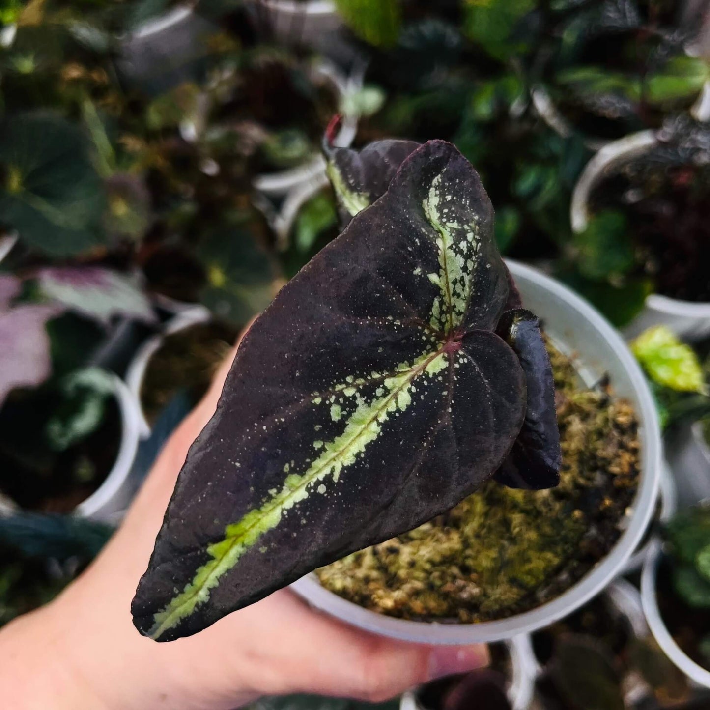 Begonia variabilis ‘Narrow Gold Leaf’ is a highly ornamental begonia with deep brown to nearly black leaves, highlighted by a slender, vivid golden-green midrib that catches the light beautifully. Its elegant form and striking color contrast make it a standout in any plant collection. This begonia thrives in high humidity and moderate light, making it an excellent choice for terrariums, greenhouses, or indoor spaces with controlled conditions.