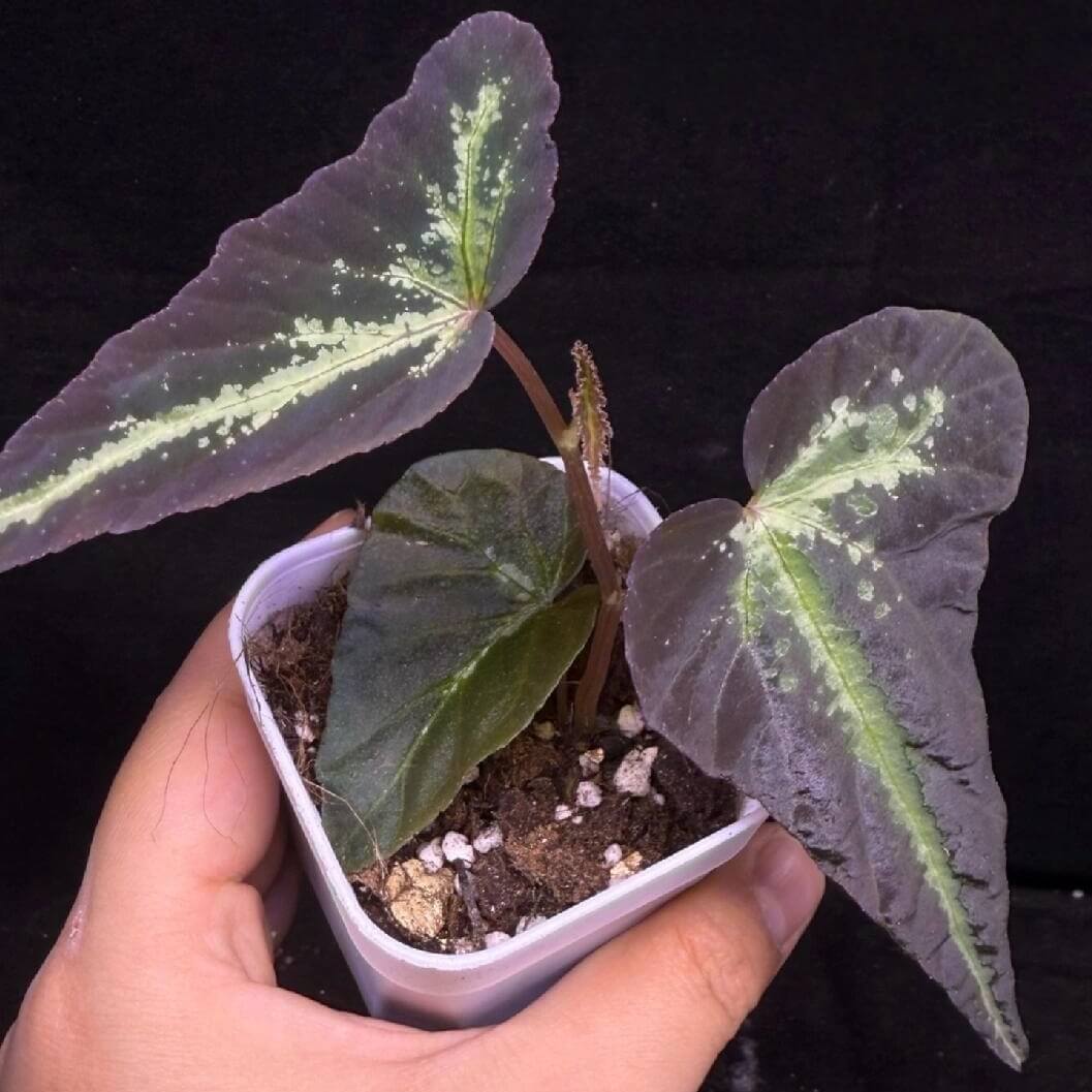 Begonia variabilis ‘Narrow Gold Leaf’ is a highly ornamental begonia with deep brown to nearly black leaves, highlighted by a slender, vivid golden-green midrib that catches the light beautifully. Its elegant form and striking color contrast make it a standout in any plant collection. This begonia thrives in high humidity and moderate light, making it an excellent choice for terrariums, greenhouses, or indoor spaces with controlled conditions.