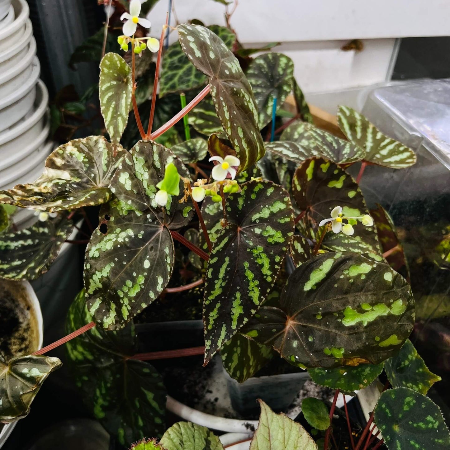 Begonia Variabilis Type 2 is a striking variety known for its distinctive foliage. The leaves are a blend of rich brown or reddish hues, adorned with vibrant yellow or green spots, creating a captivating and dynamic appearance. This begonia thrives in high humidity environments, making it an excellent choice for terrariums, glass domes, or greenhouses. Its unique and colorful foliage, combined with relatively easy care, makes it a popular choice for plant enthusiasts.