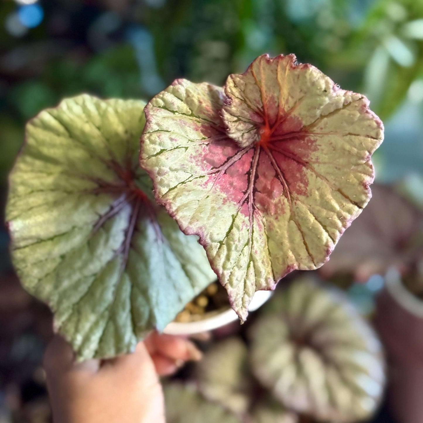 Begonia Vasilisa is a stunning ornamental begonia variety developed by the renowned Dimetris breeders. This begonia catches the eye with its large, satin-like leaves featuring a unique color pattern that adds elegance to any indoor space.
